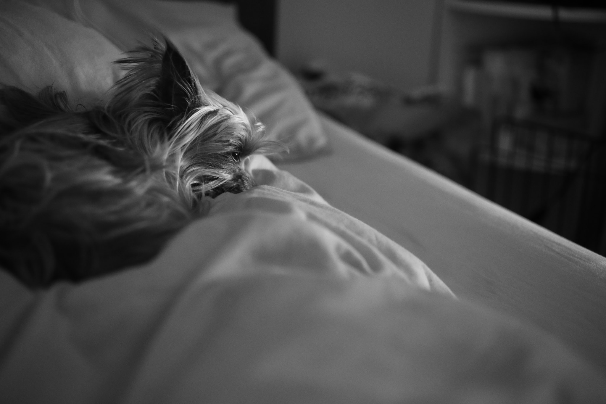 Canon EF 50mm F2.5 Macro sample photo. Sleepy sleepy.. photography