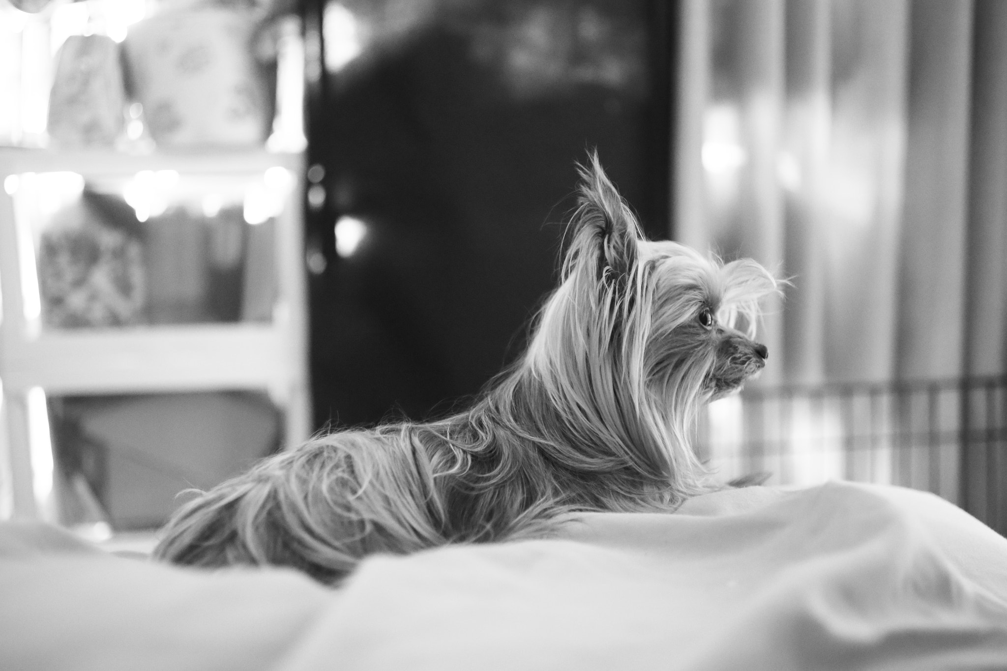 Canon EF 50mm F2.5 Macro sample photo. Don't leave me alone ii photography