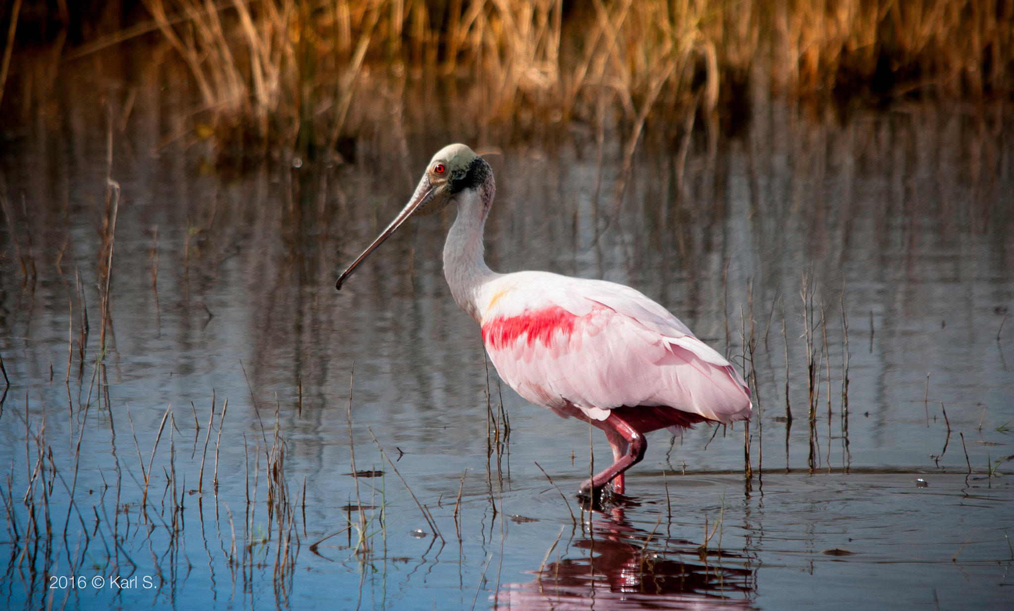 Sigma 150-500mm F5-6.3 DG OS HSM sample photo. Hunting spoonbill photography