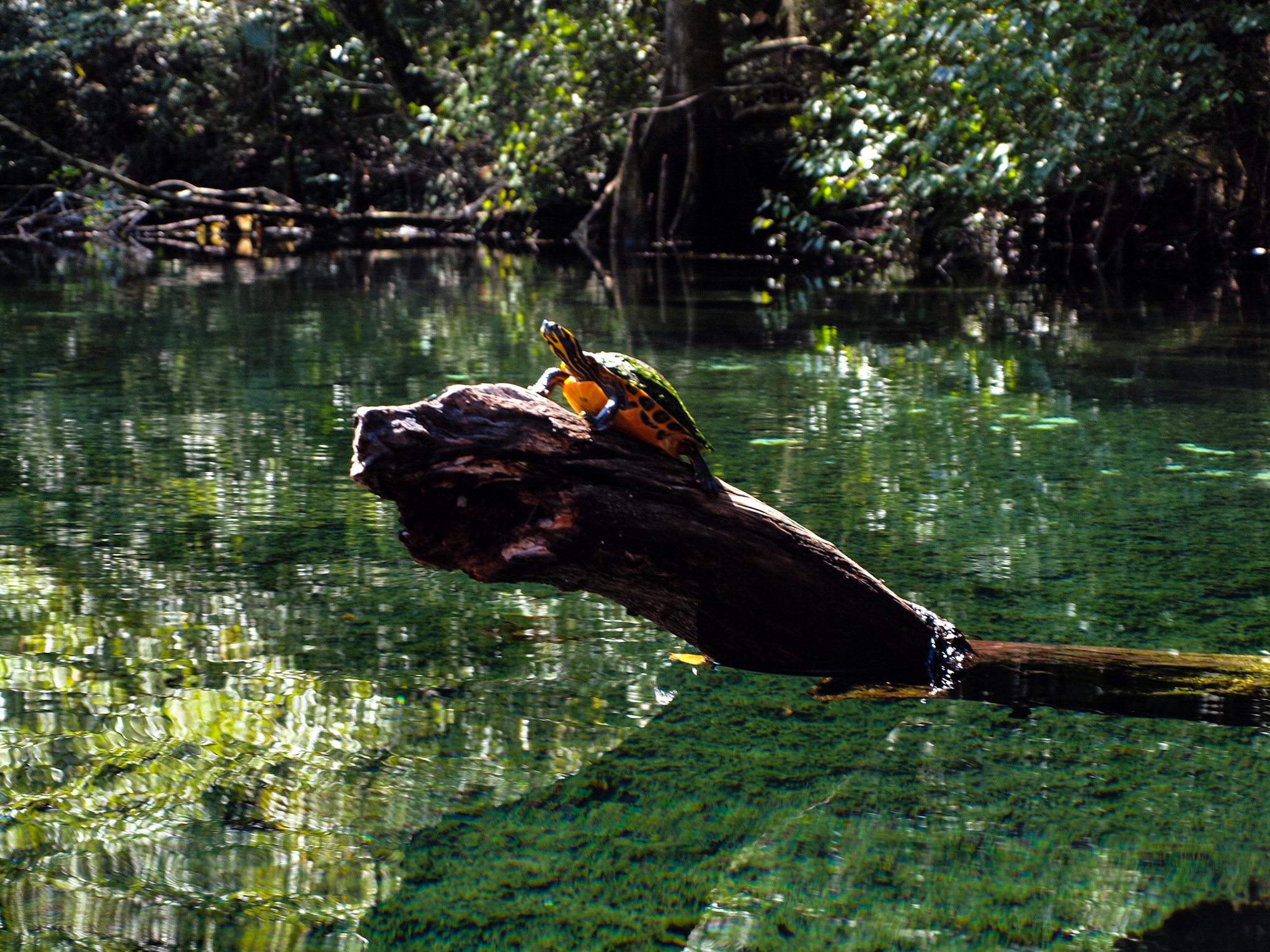 Olympus E-600 (EVOLT E-600) + OLYMPUS 14-42mm Lens sample photo. Gainer spring turtle perch photography