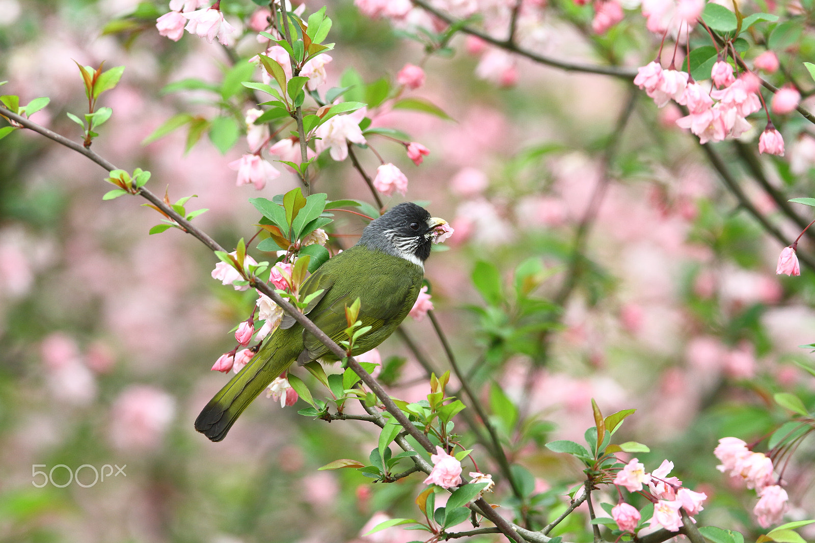 Canon EOS 7D + Canon EF 400mm F2.8L IS II USM sample photo. Img_9584.jpg photography