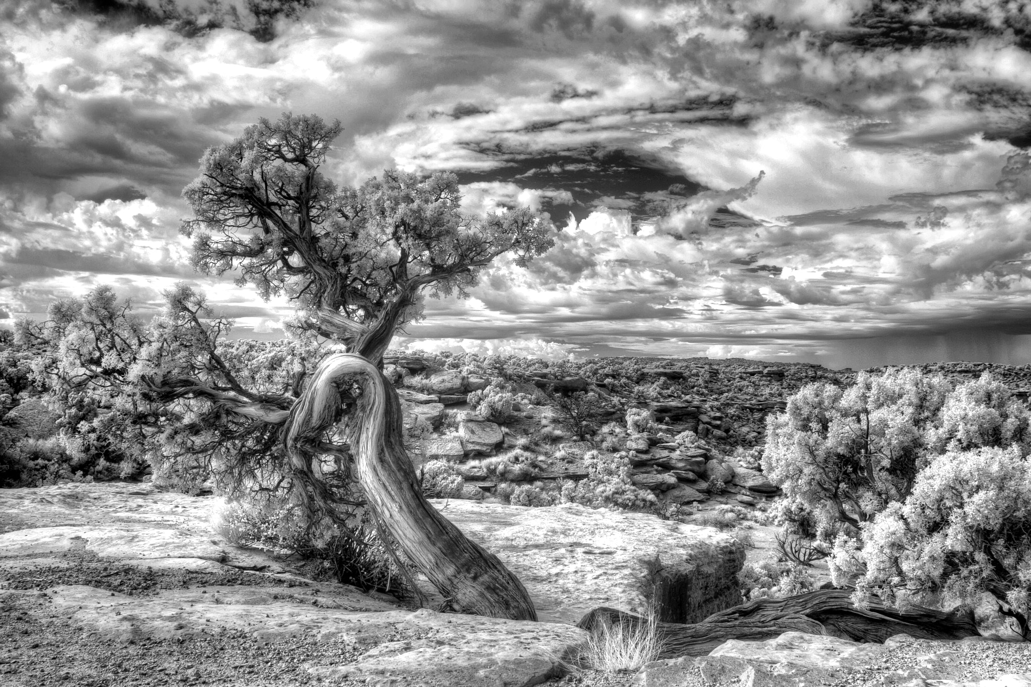 Canon EOS 40D + Canon EF 24-70mm F2.8L II USM sample photo. The spirit tree - canyonlands national park photography