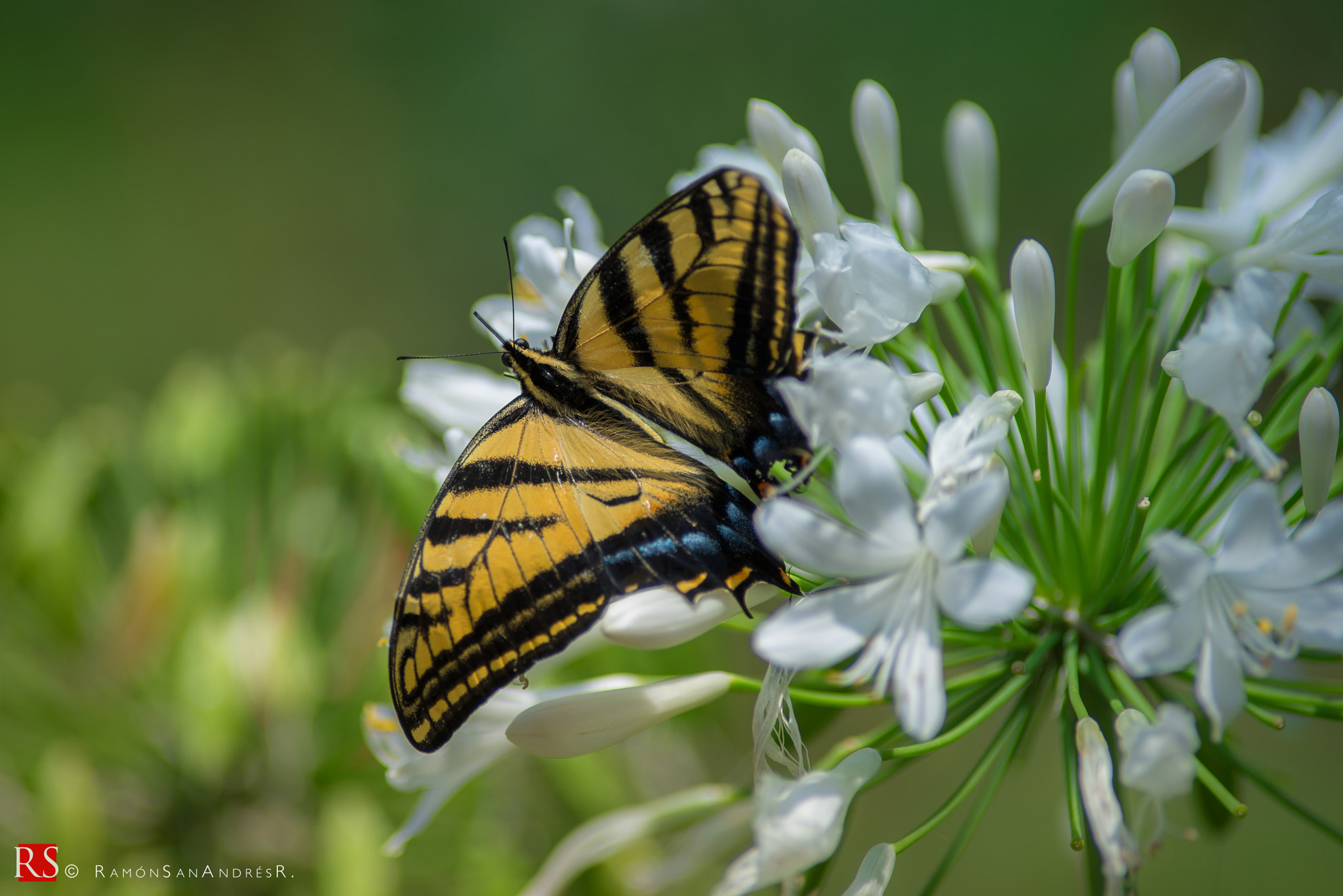 Nikon D600 + Nikon AF Nikkor 180mm F2.8D ED-IF sample photo. Bolboreta photography