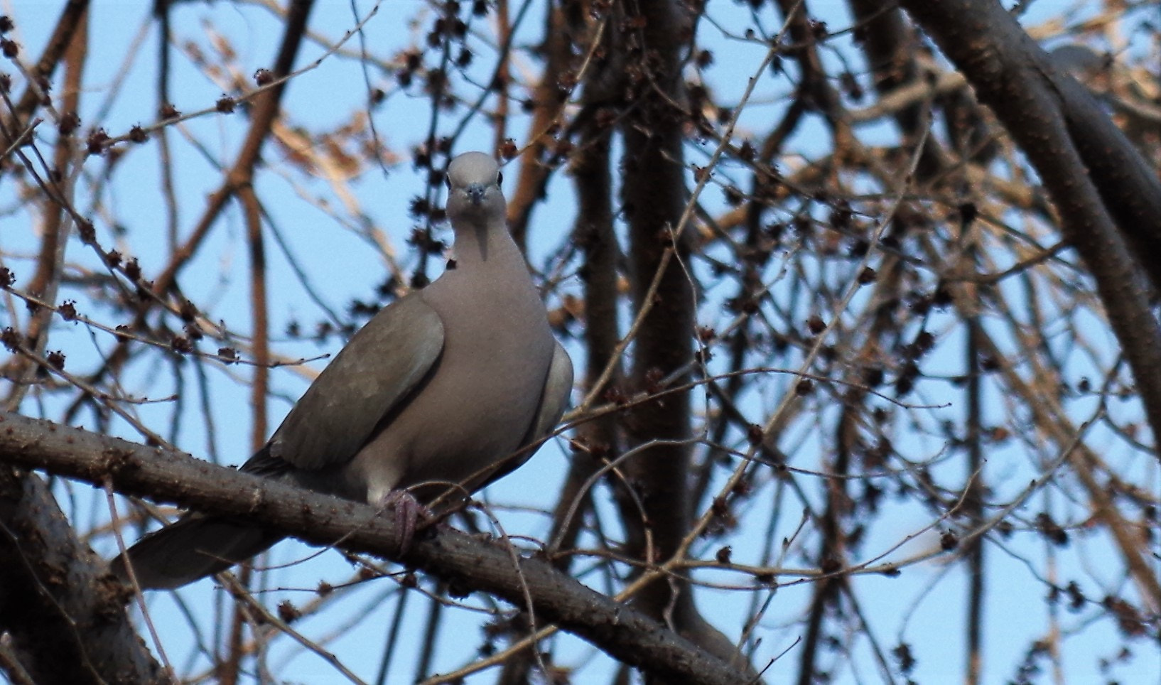 Pentax smc DA 50-200mm F4-5.6 ED WR sample photo. Clay pigeon photography