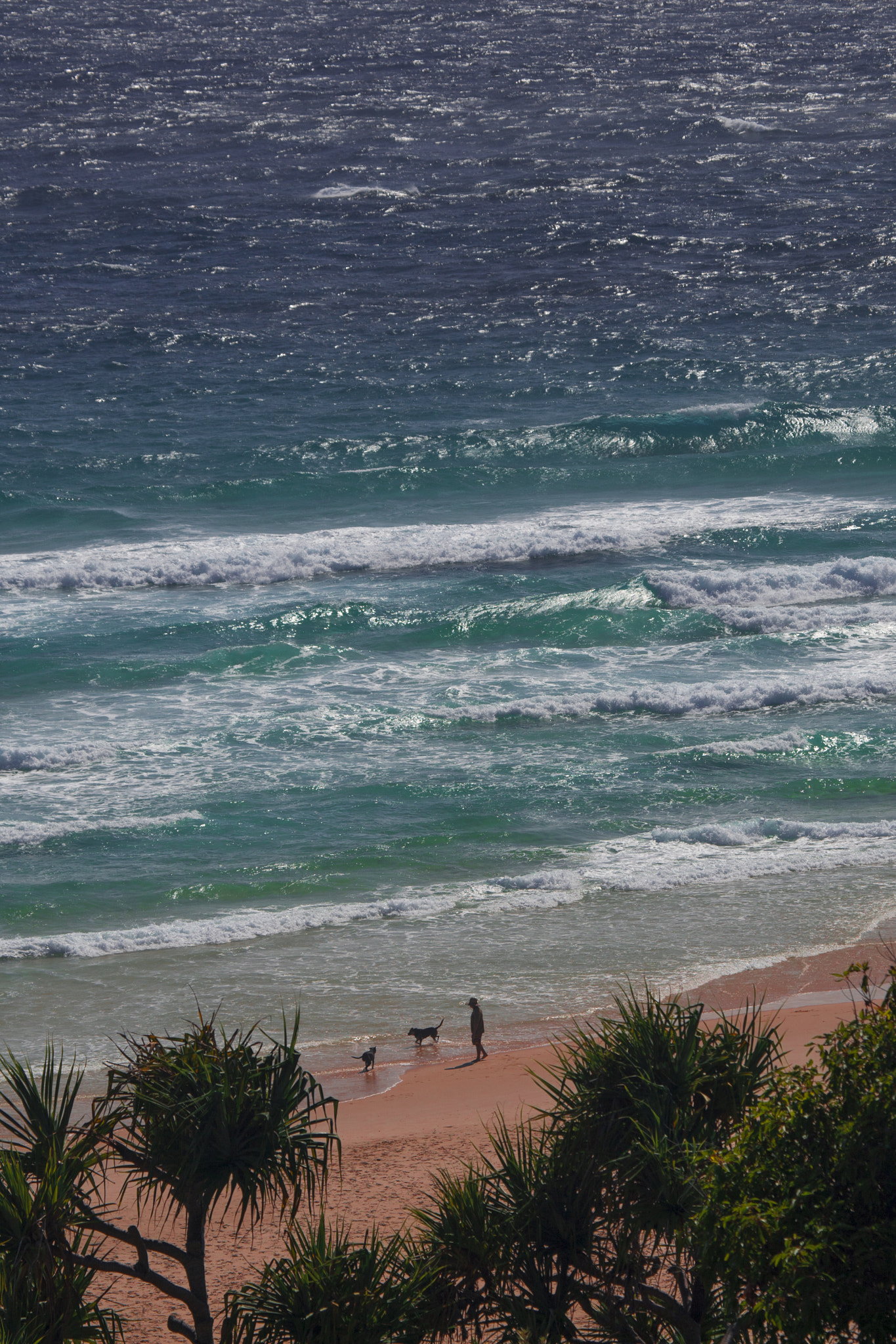 Canon EOS-1D Mark III sample photo. Stradbroke island dogwalker photography
