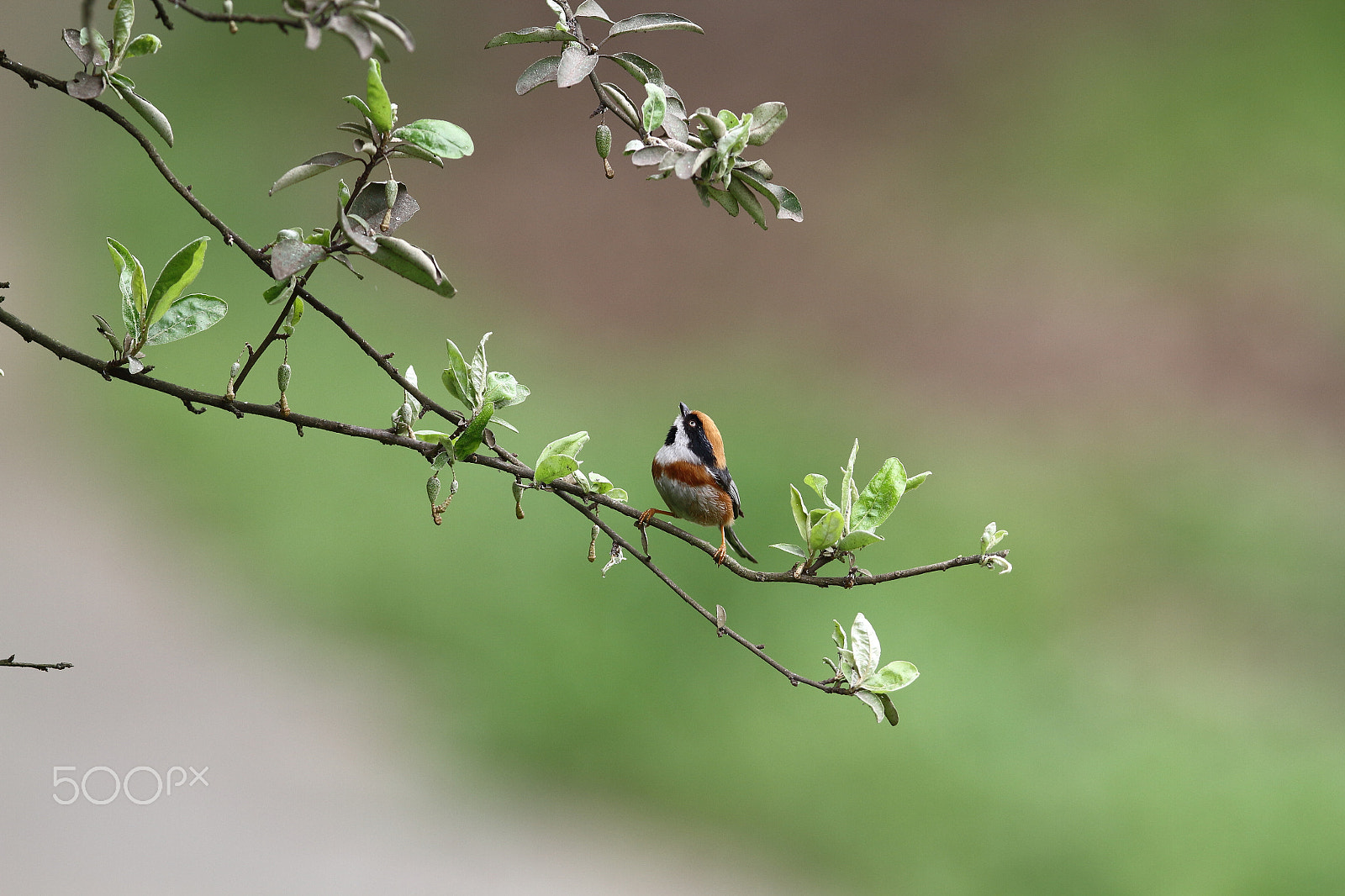 Canon EF 400mm F2.8L IS II USM sample photo. Img_0049.jpg photography