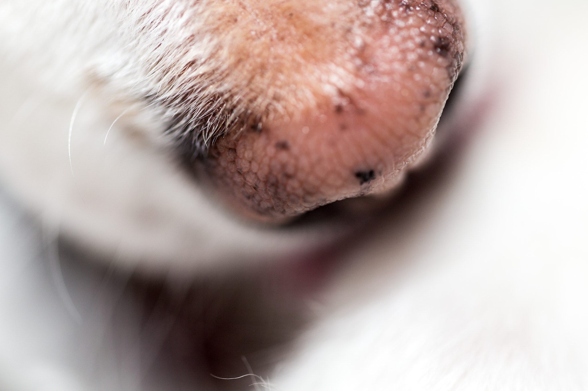Sigma 70mm F2.8 EX DG Macro sample photo. Fluff macro photography