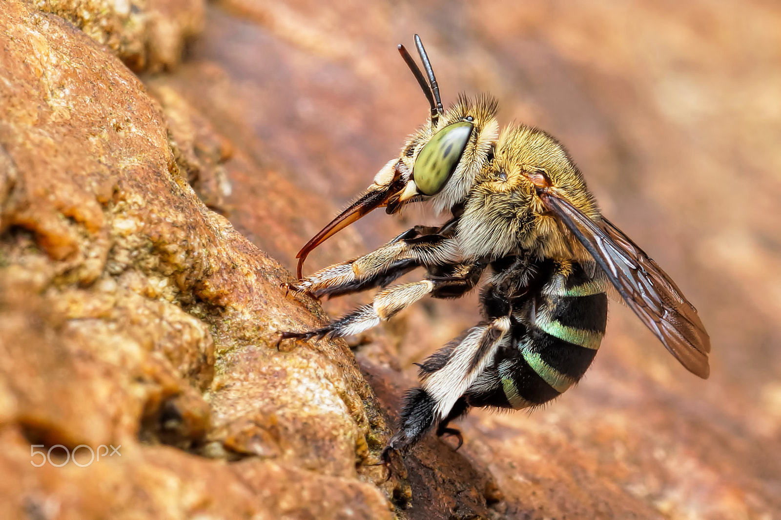 Sony SLT-A65 (SLT-A65V) + MACRO 50mm F2.8 sample photo. Blue bee photography