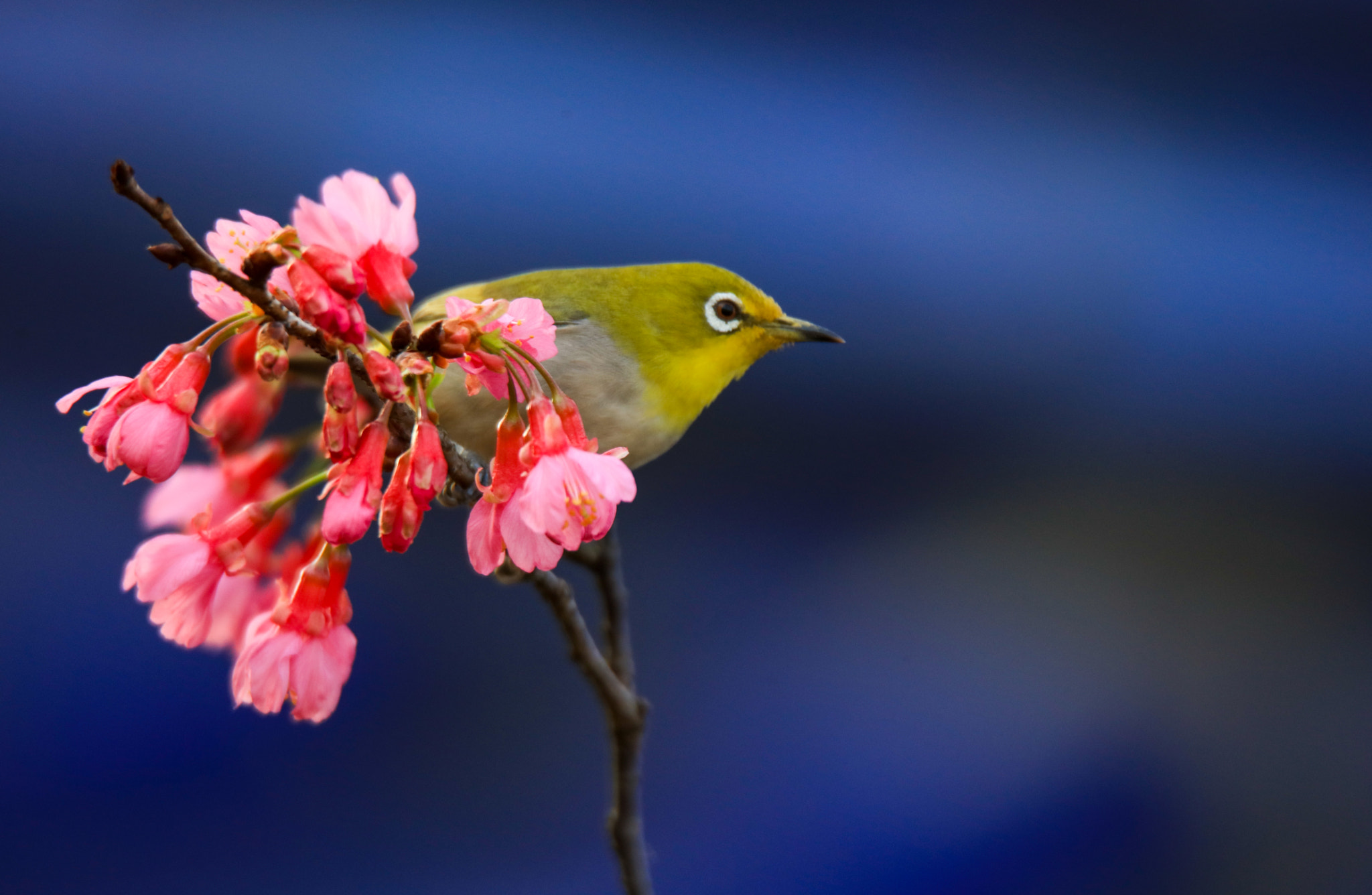 Tamron SP 150-600mm F5-6.3 Di VC USD sample photo. Japanese white-eye photography