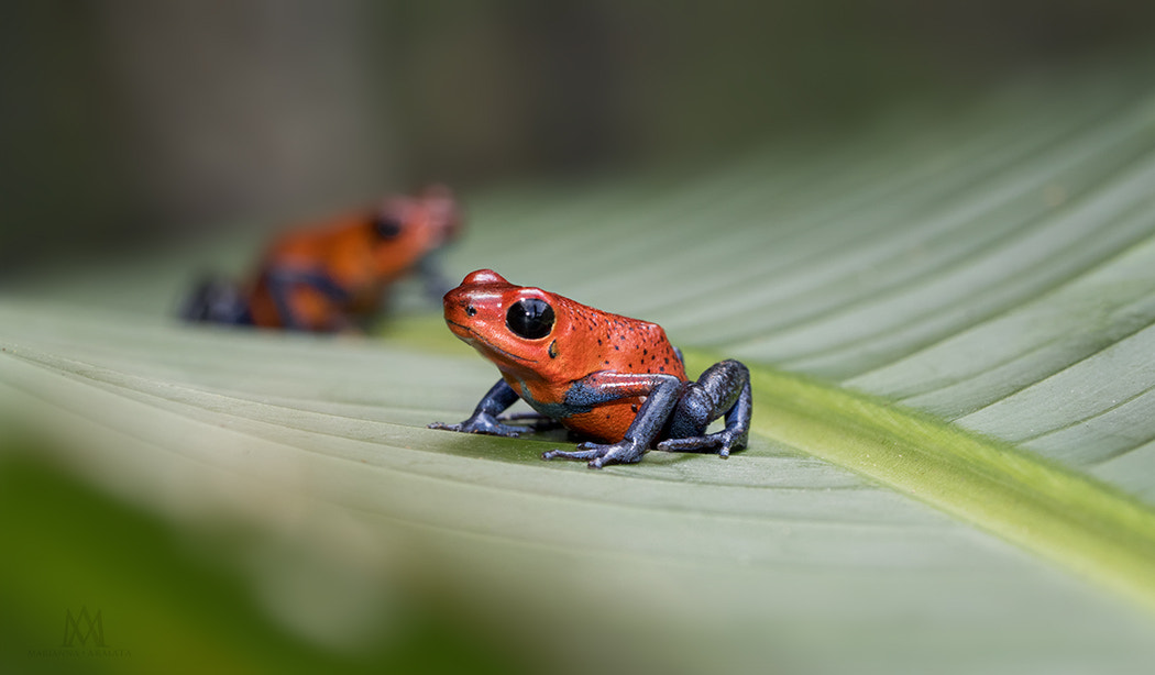 Olympus M.Zuiko Digital ED 60mm F2.8 Macro sample photo. Strawberry poison frogs photography