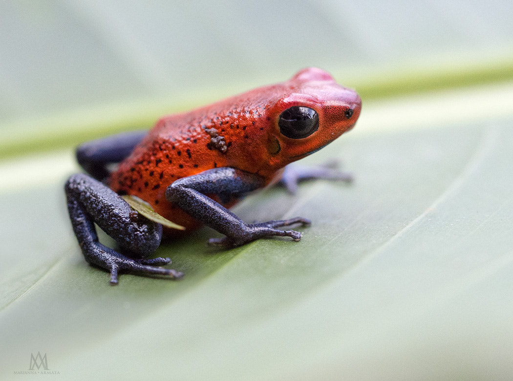 Olympus M.Zuiko Digital ED 60mm F2.8 Macro sample photo. Strawberry poison frog photography