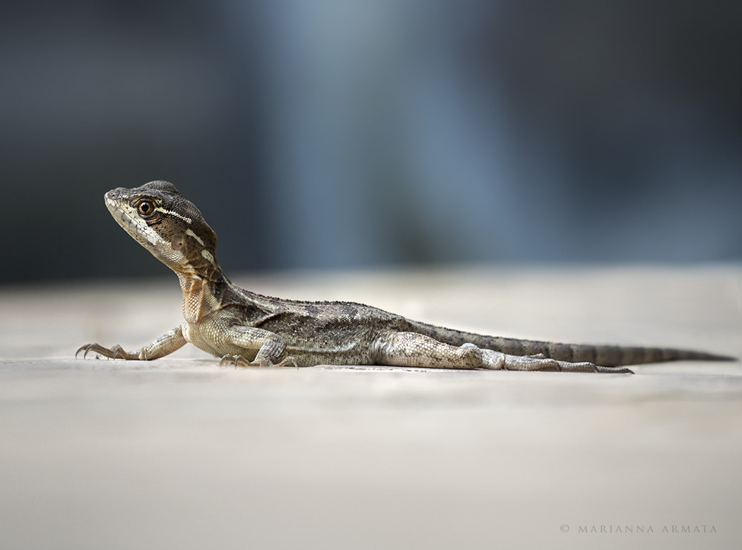 Panasonic Lumix DMC-GH4 sample photo. Pool lizard photography