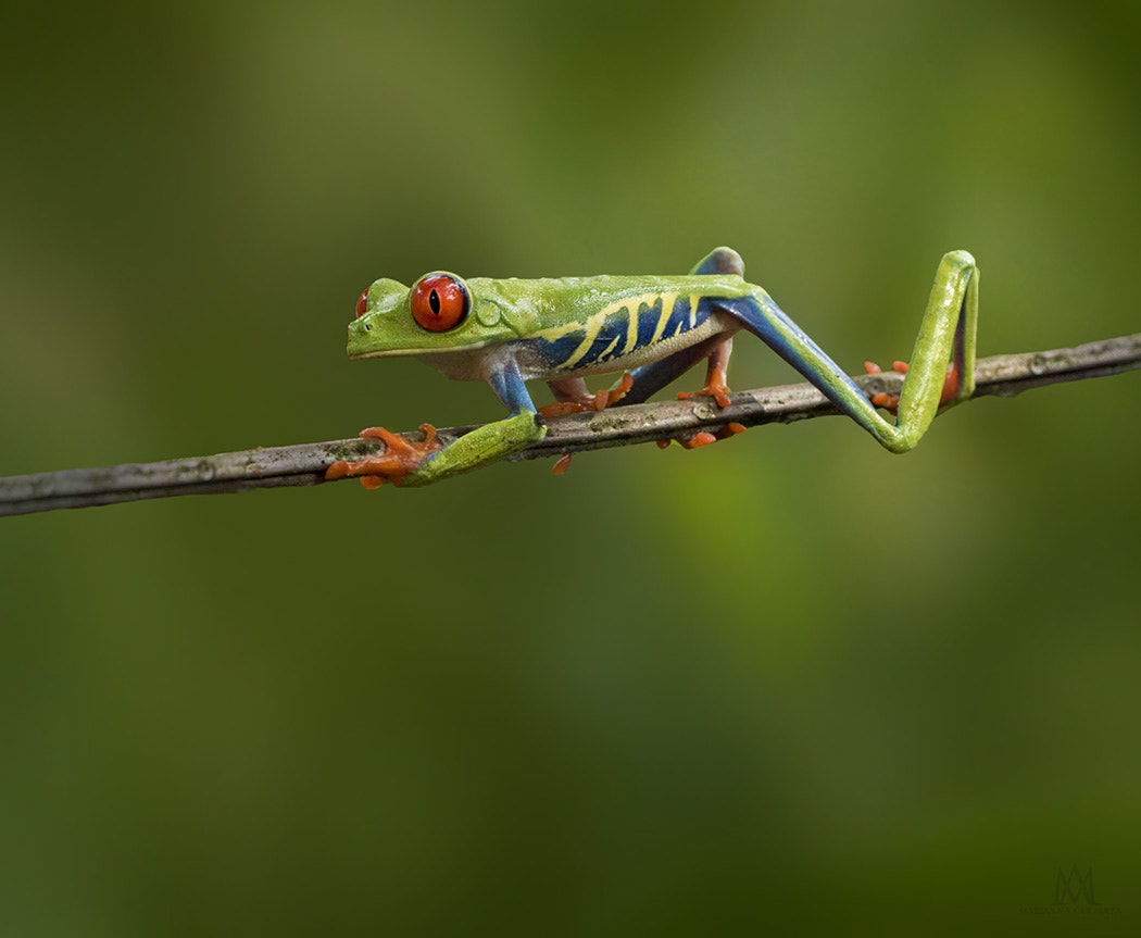 Olympus M.Zuiko Digital ED 60mm F2.8 Macro sample photo. Red eyed frog on a stick photography