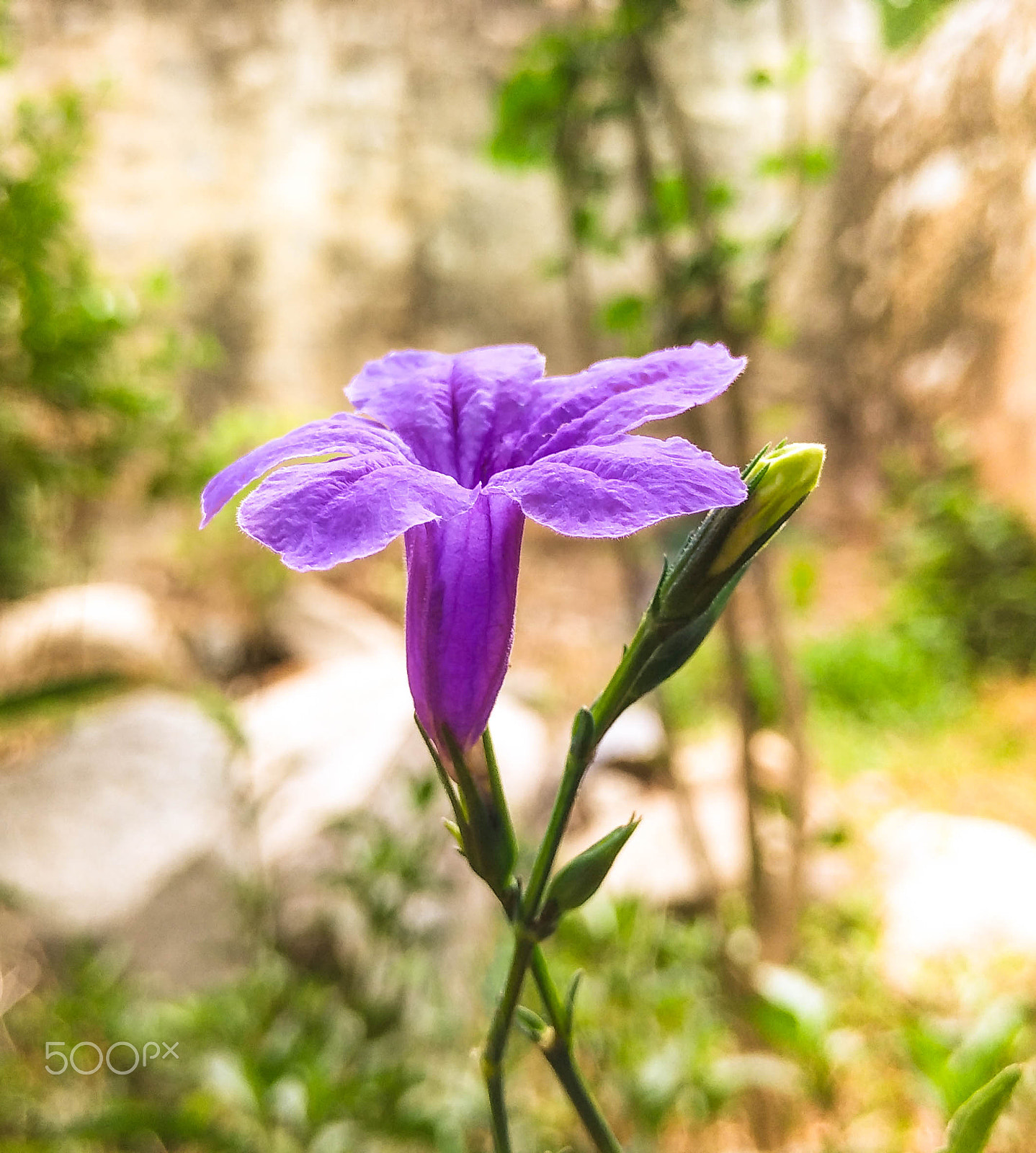 Xiaomi Mi 4i sample photo. Blueflower photography