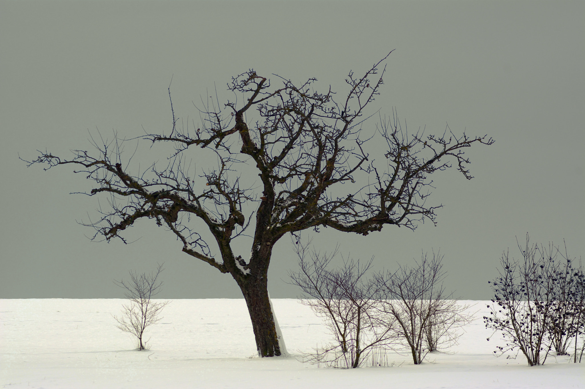 Nikon AF Nikkor 70-300mm F4-5.6G sample photo. Winterscene photography