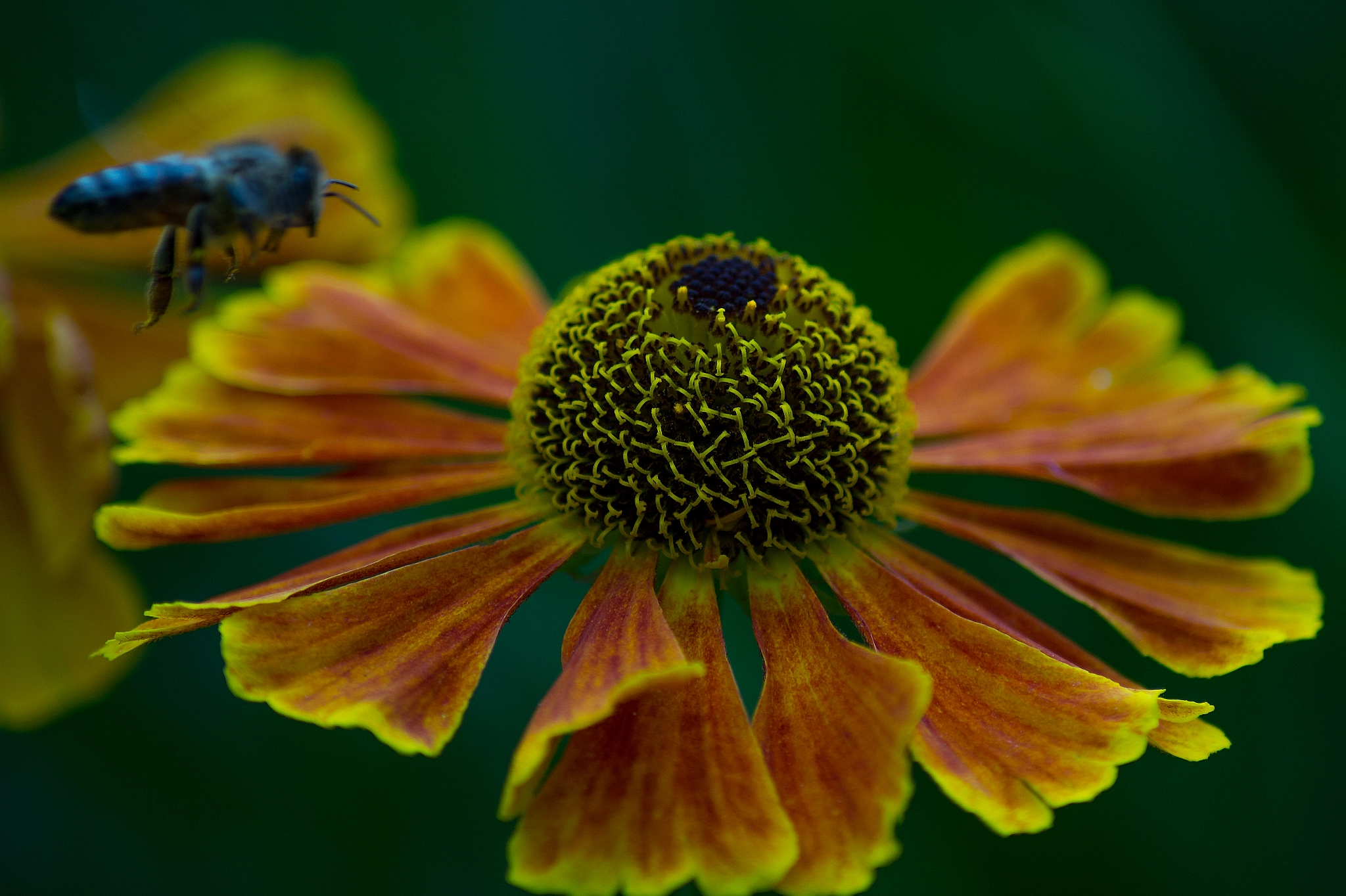 Tamron AF 55-200mm F4-5.6 Di II LD Macro sample photo. Bees and flowers photography