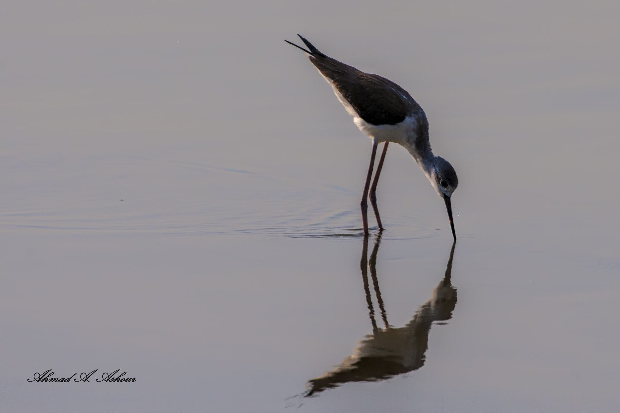 Nikon D3X sample photo. Silent  photography