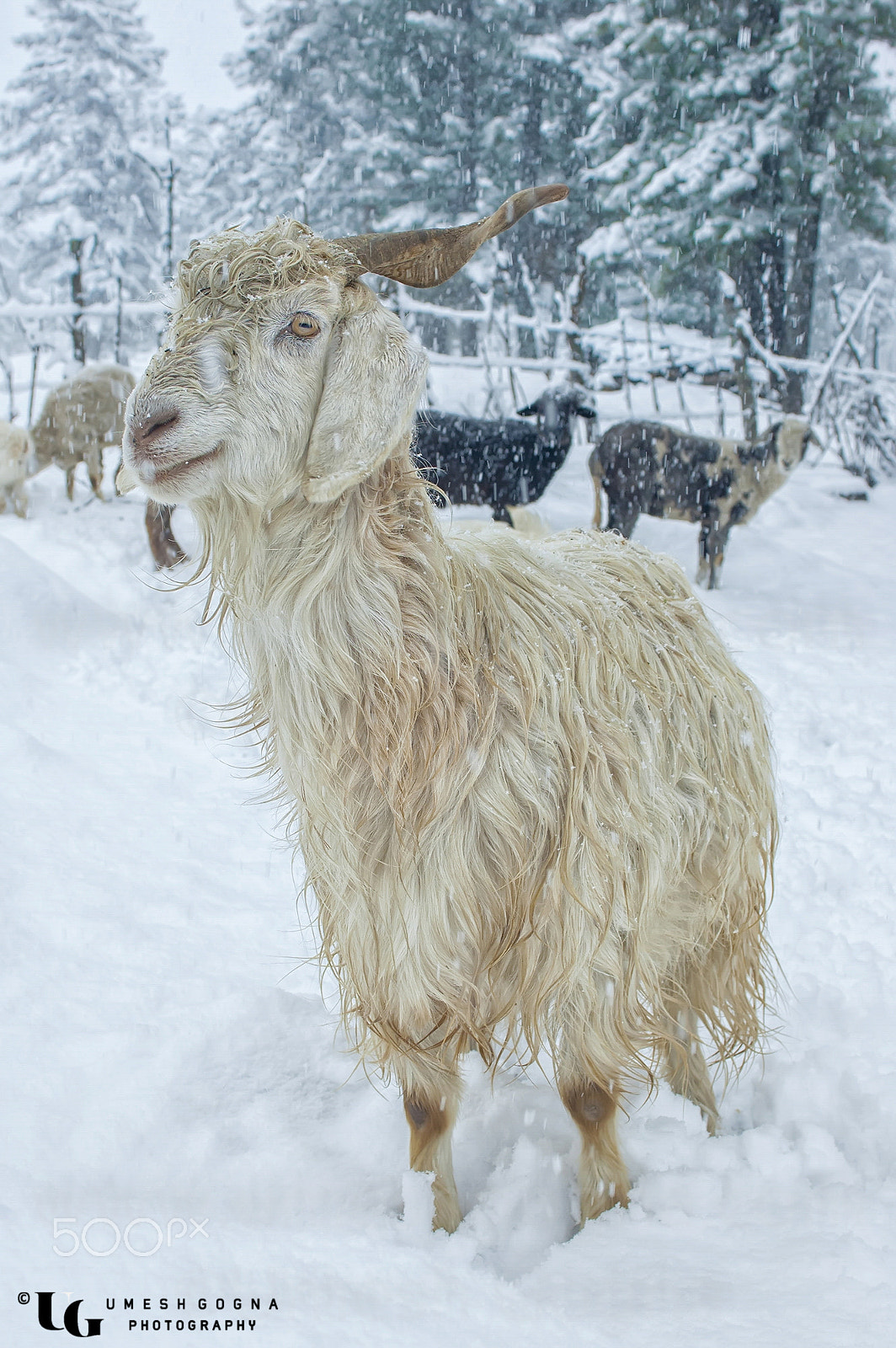 AF Zoom-Nikkor 35-70mm f/2.8D N sample photo. "perfect color to show the snow white" photography