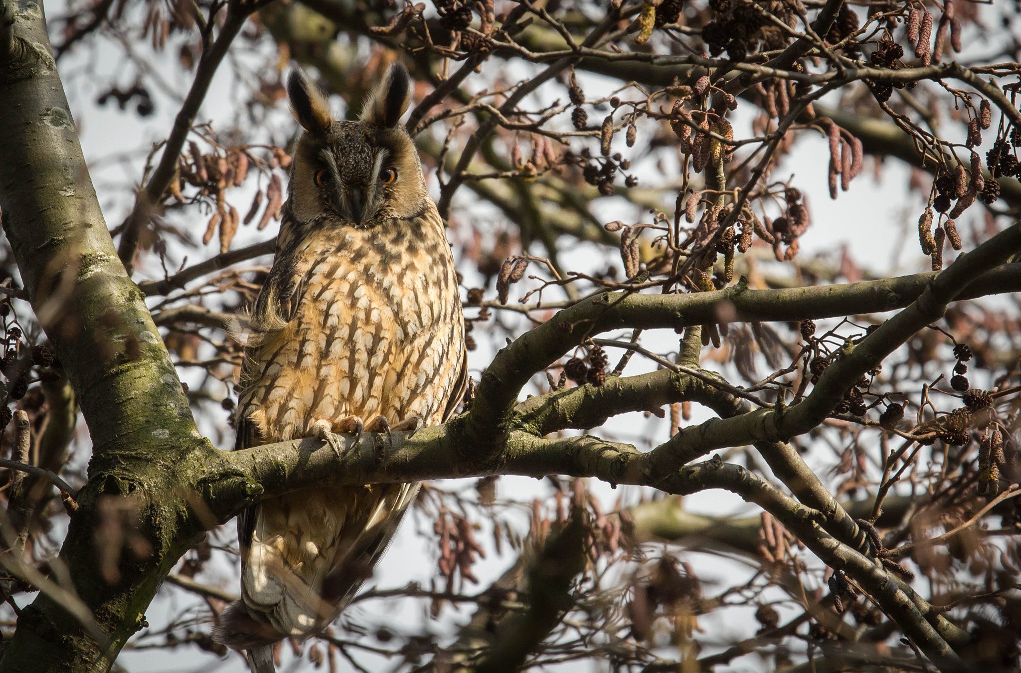 Canon EF 100-400mm F4.5-5.6L IS USM sample photo. Long-eared owl taking a sunbath photography