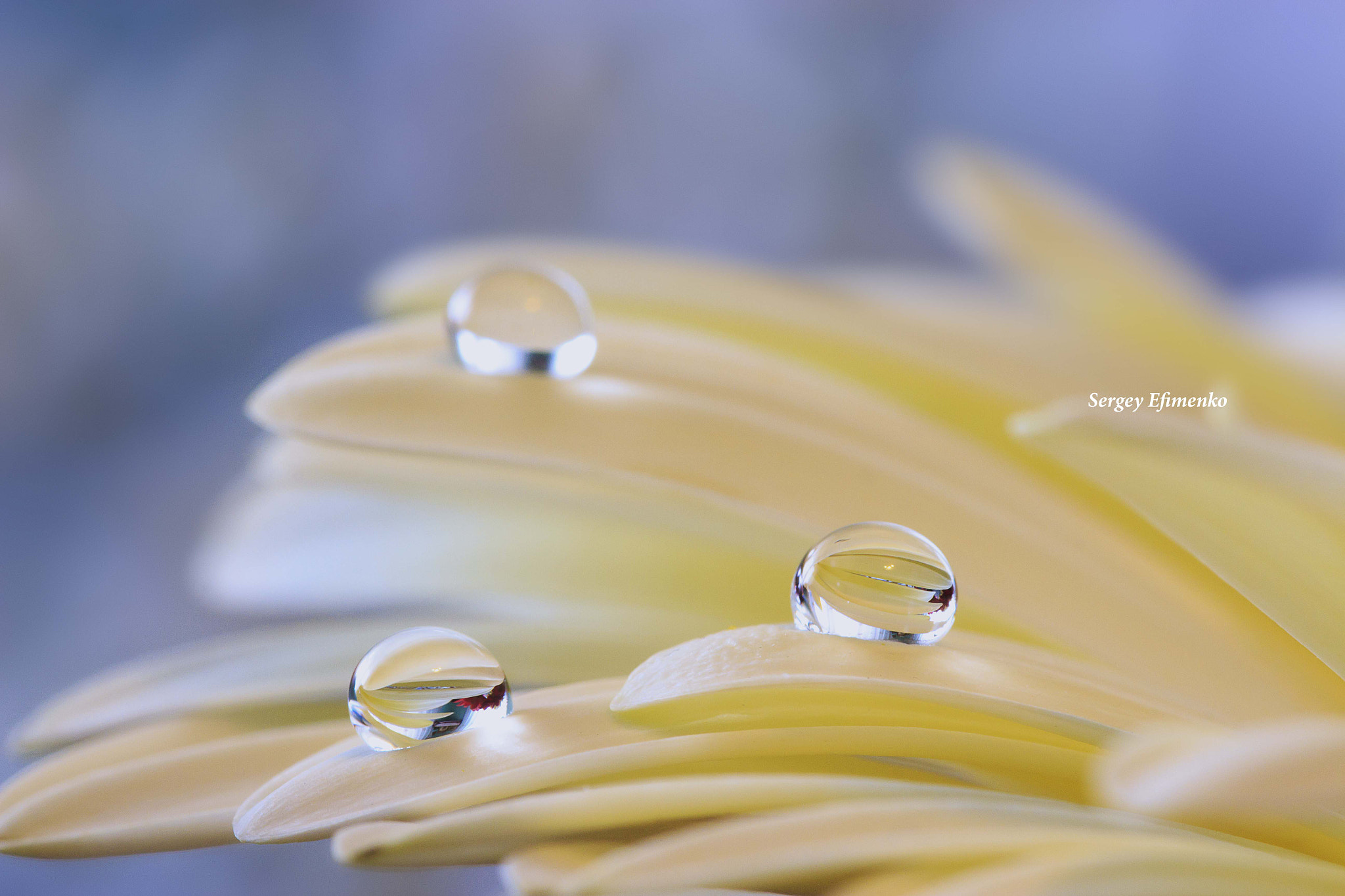 Sigma 105mm F2.8 EX DG OS HSM sample photo. Drops on the golden-daisy photography