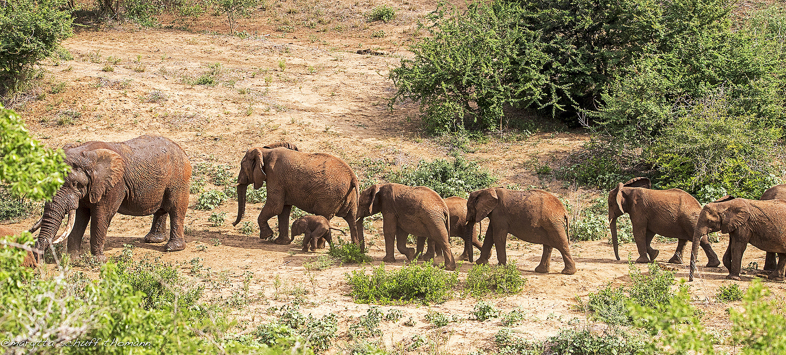 Tamron SP 150-600mm F5-6.3 Di VC USD sample photo. Elephants... photography