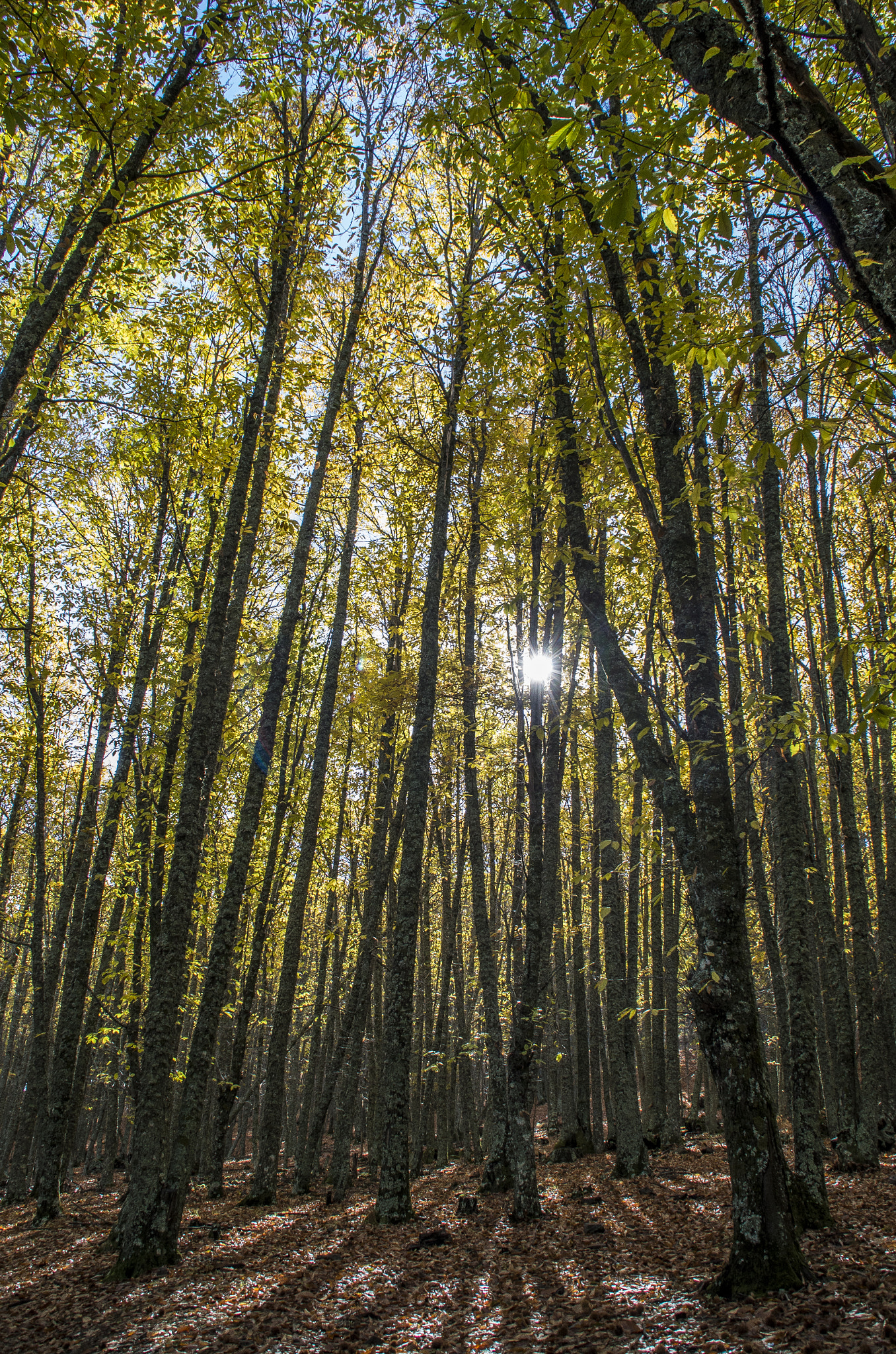 Pentax K-500 sample photo. Castañar de el tiemblo photography
