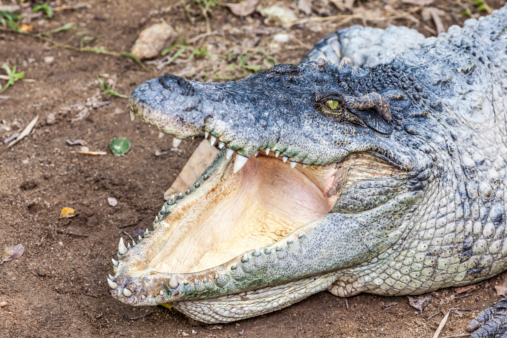 Canon EOS 5D Mark II + Canon EF 400mm F5.6L USM sample photo. A crocodile with open mouth photography