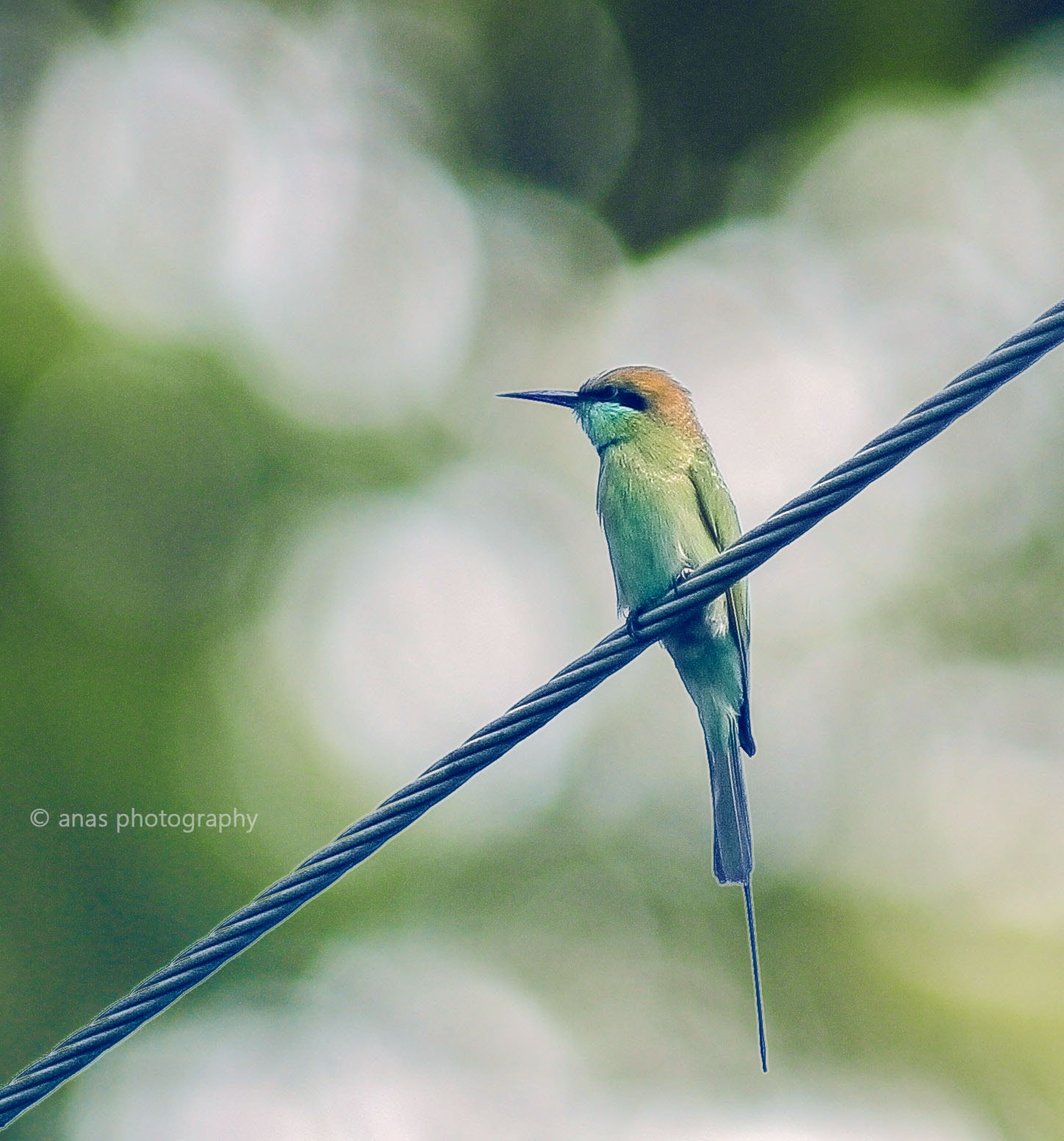 Canon EOS 60D + Canon EF 135mm F2.8 SF sample photo. Bee eater in pakistan photography