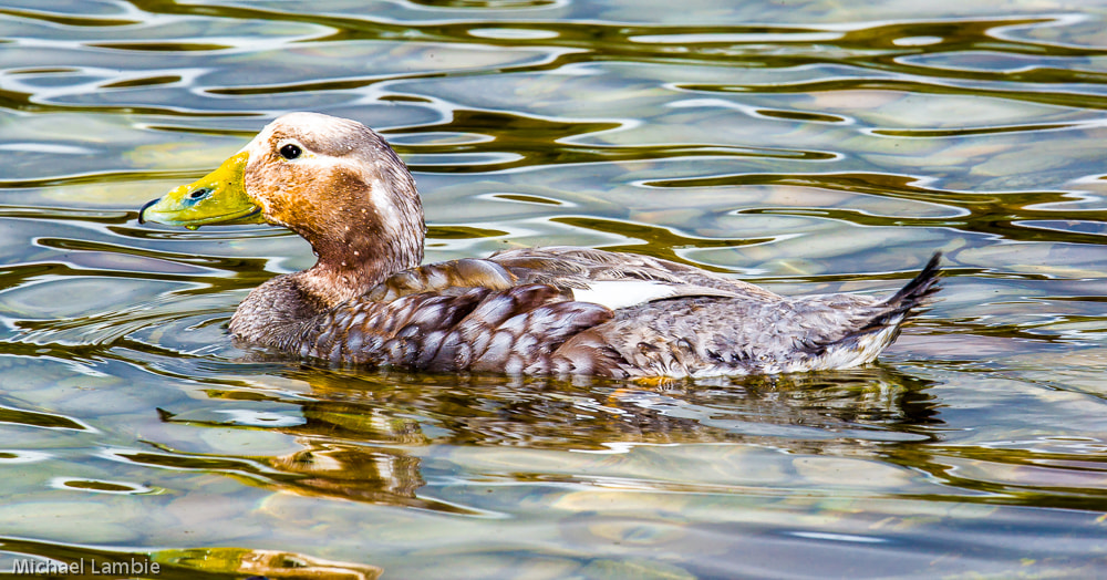 Canon EF 400mm F2.8L IS USM sample photo. Steamer duck photography