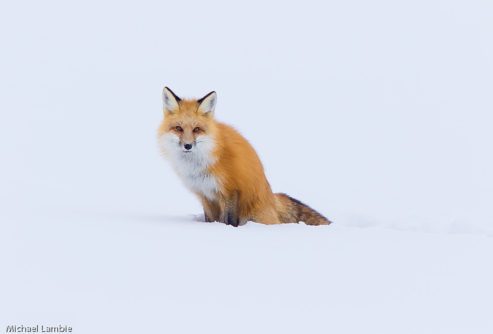 Canon EF 400mm F4.0 DO IS USM sample photo. Who me, yes you photography