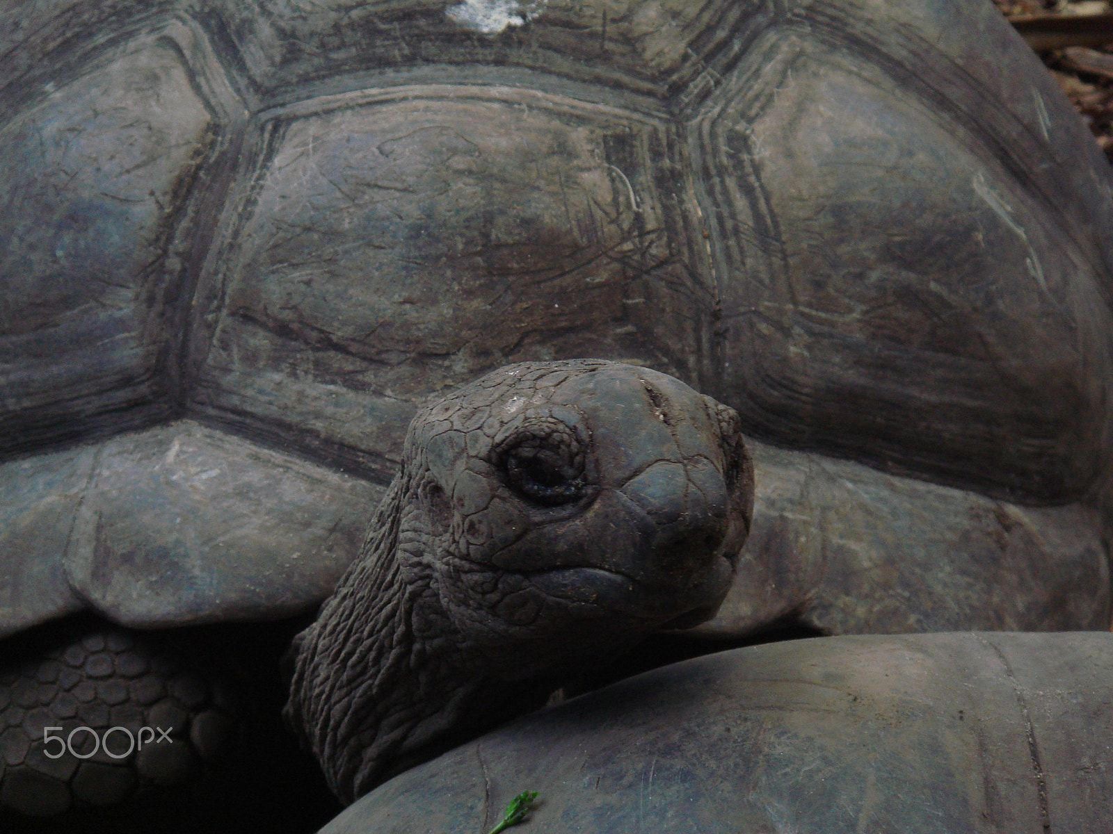 Sony DSC-T30 sample photo. Giant turtle photography
