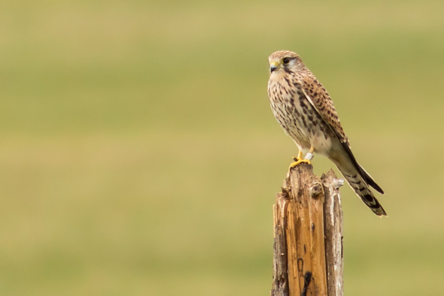 Canon EF 300mm F4L IS USM sample photo. Turmfalke photography