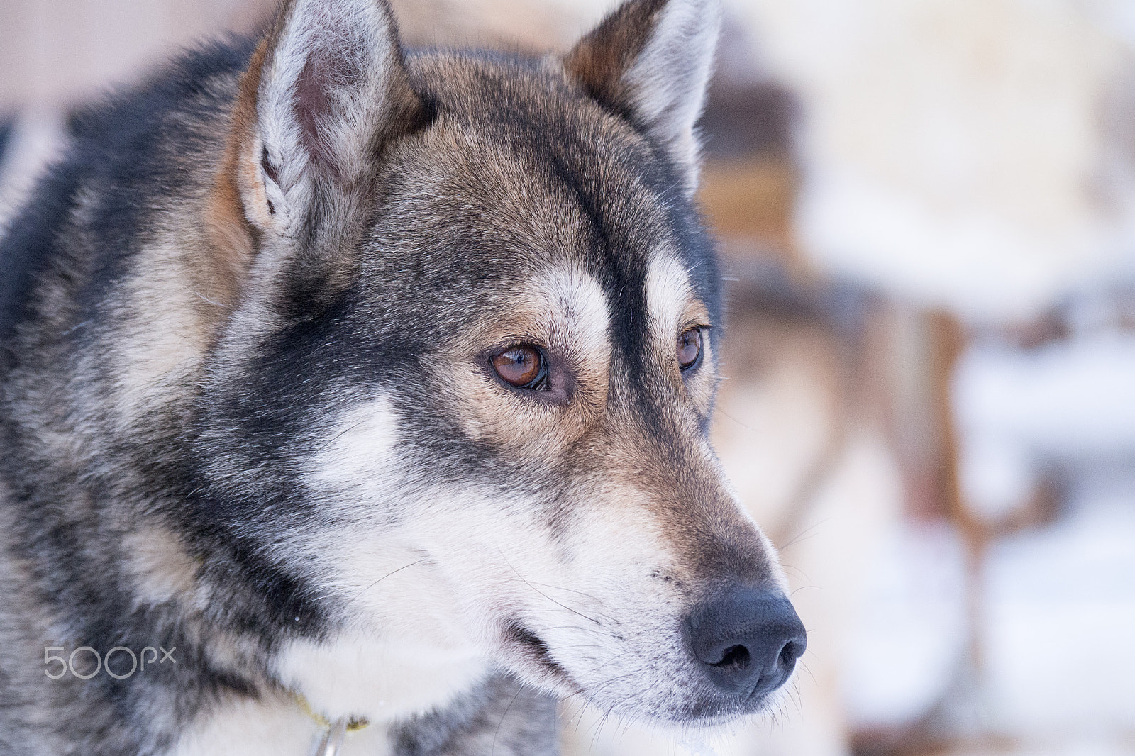 Olympus OM-D E-M5 sample photo. Siberian husky brown eyes photography