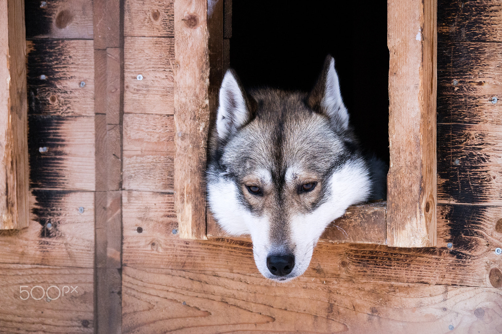 Olympus OM-D E-M5 + Panasonic Lumix G Vario 100-300mm F4-5.6 OIS sample photo. Siberian husky in kennel photography