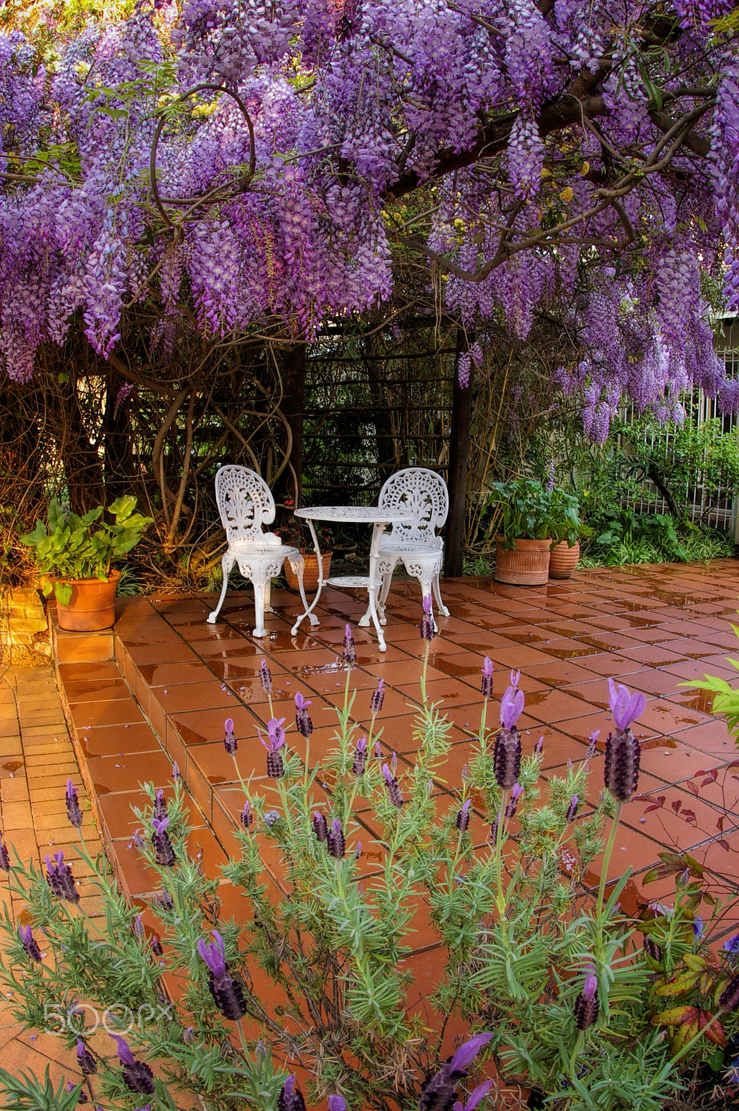 Pentax *ist DL sample photo. Lavenders photography