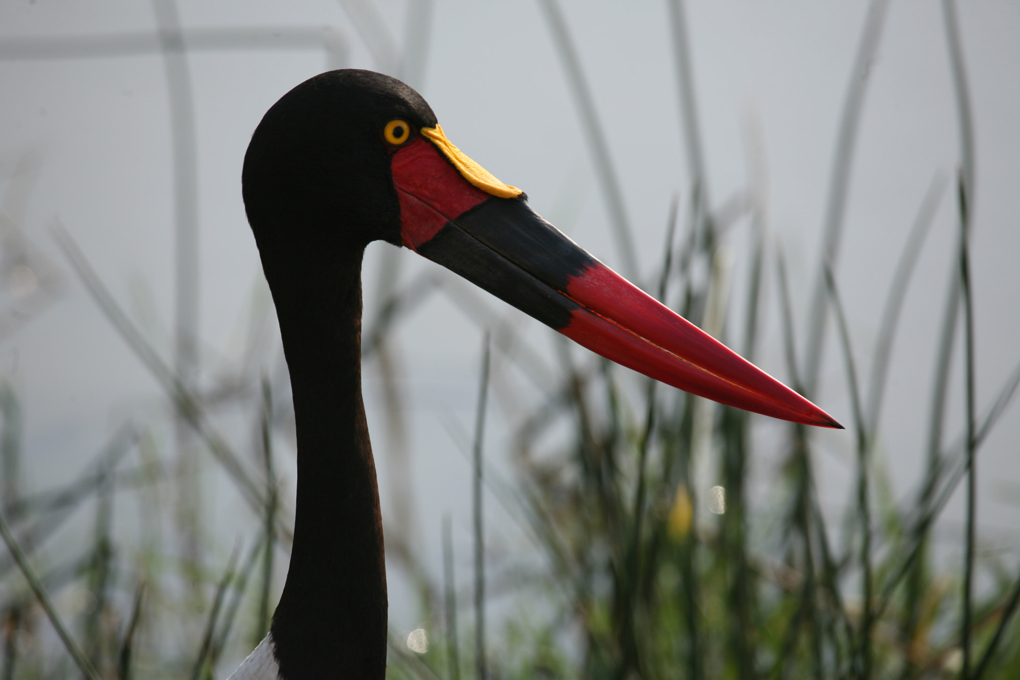 Canon EF 100-400mm F4.5-5.6L IS USM sample photo. Jabiru d'afrique photography