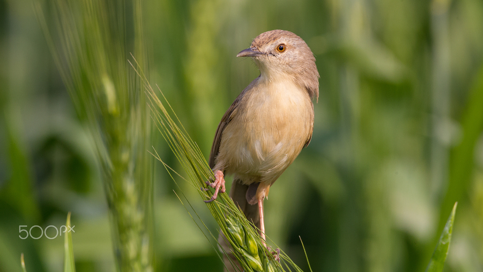 Sigma 150-600mm F5-6.3 DG OS HSM | C sample photo. Plain prinia photography
