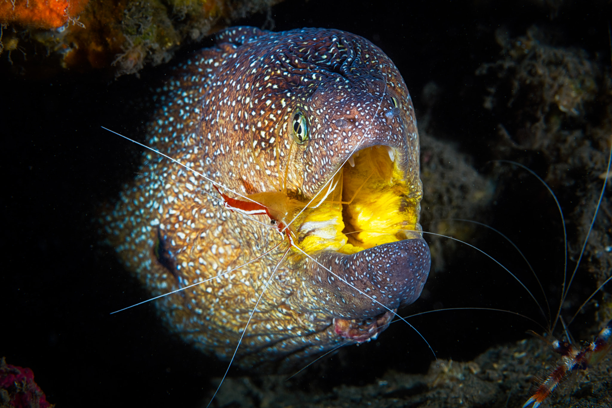 Canon EOS 5DS + Canon EF 100mm F2.8 Macro USM sample photo. Starry moray and cleaner shrimp! photography