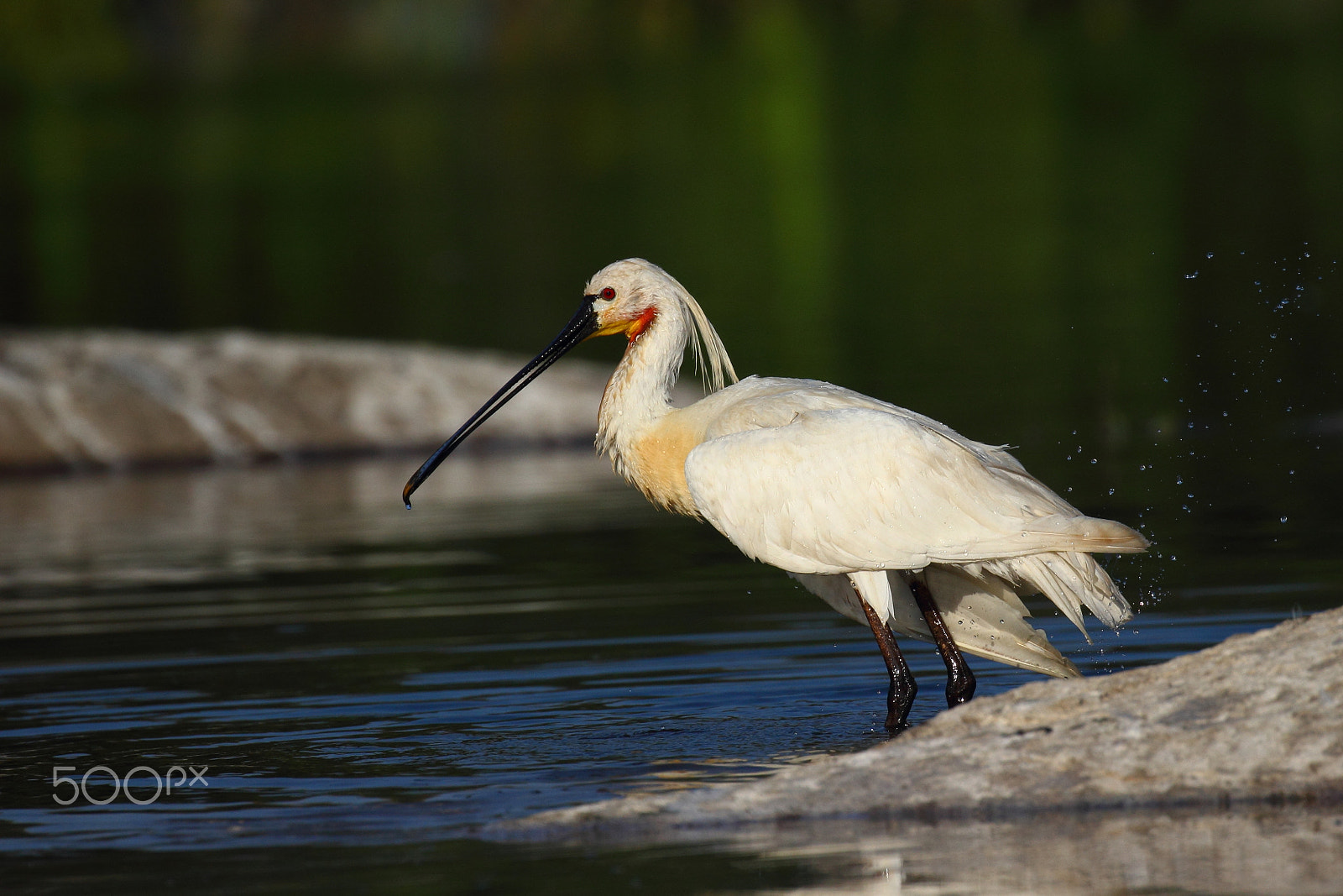 Canon EF 100-400mm F4.5-5.6L IS II USM sample photo. Mid bath beauty photography