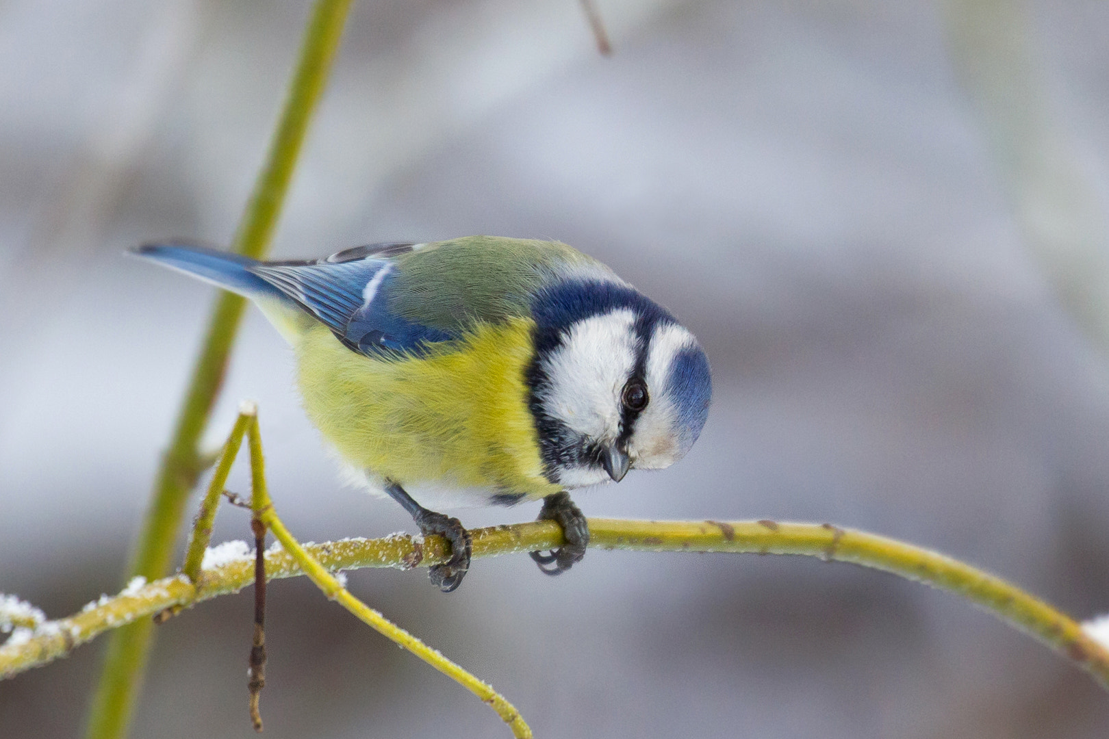Canon EF 100-400mm F4.5-5.6L IS II USM sample photo. Blue tit peeking photography