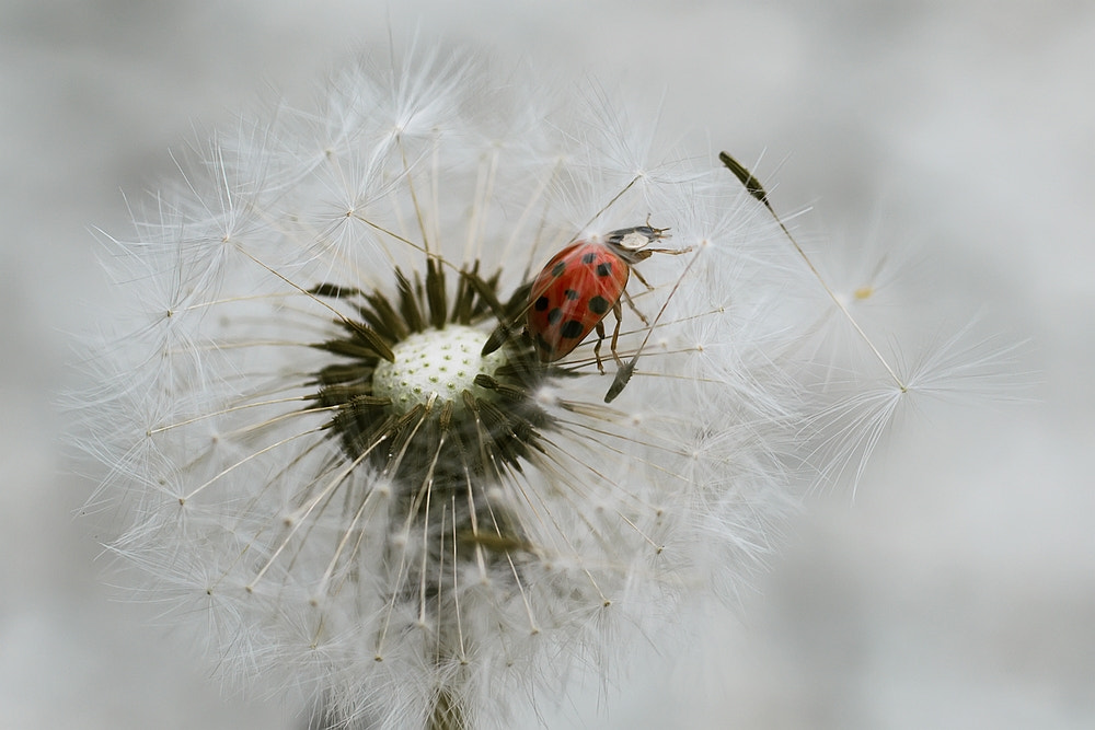 Canon EOS 600D (Rebel EOS T3i / EOS Kiss X5) + Canon EF 50mm F2.5 Macro sample photo. Choosing a parachute... photography