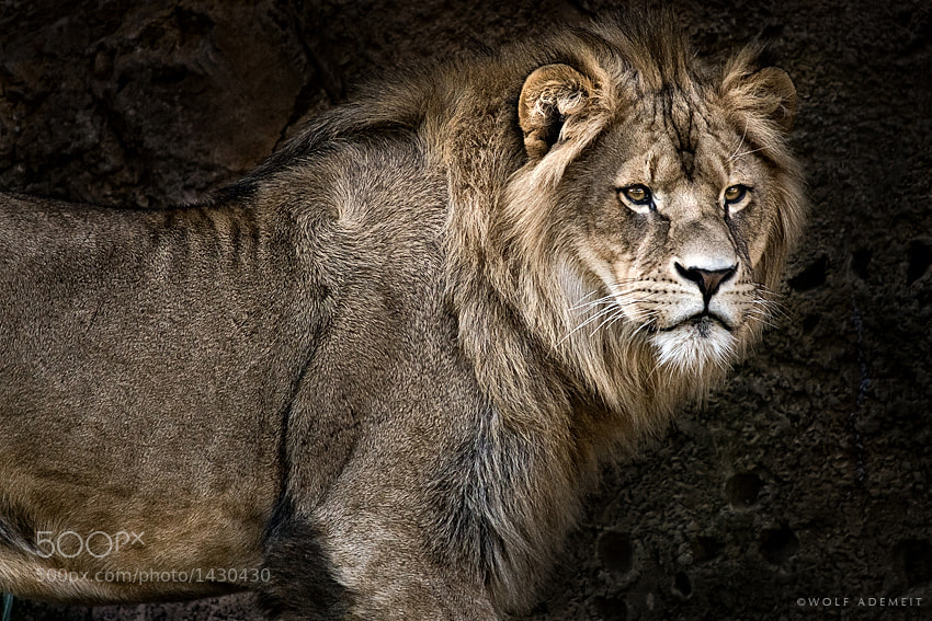 27 young lion