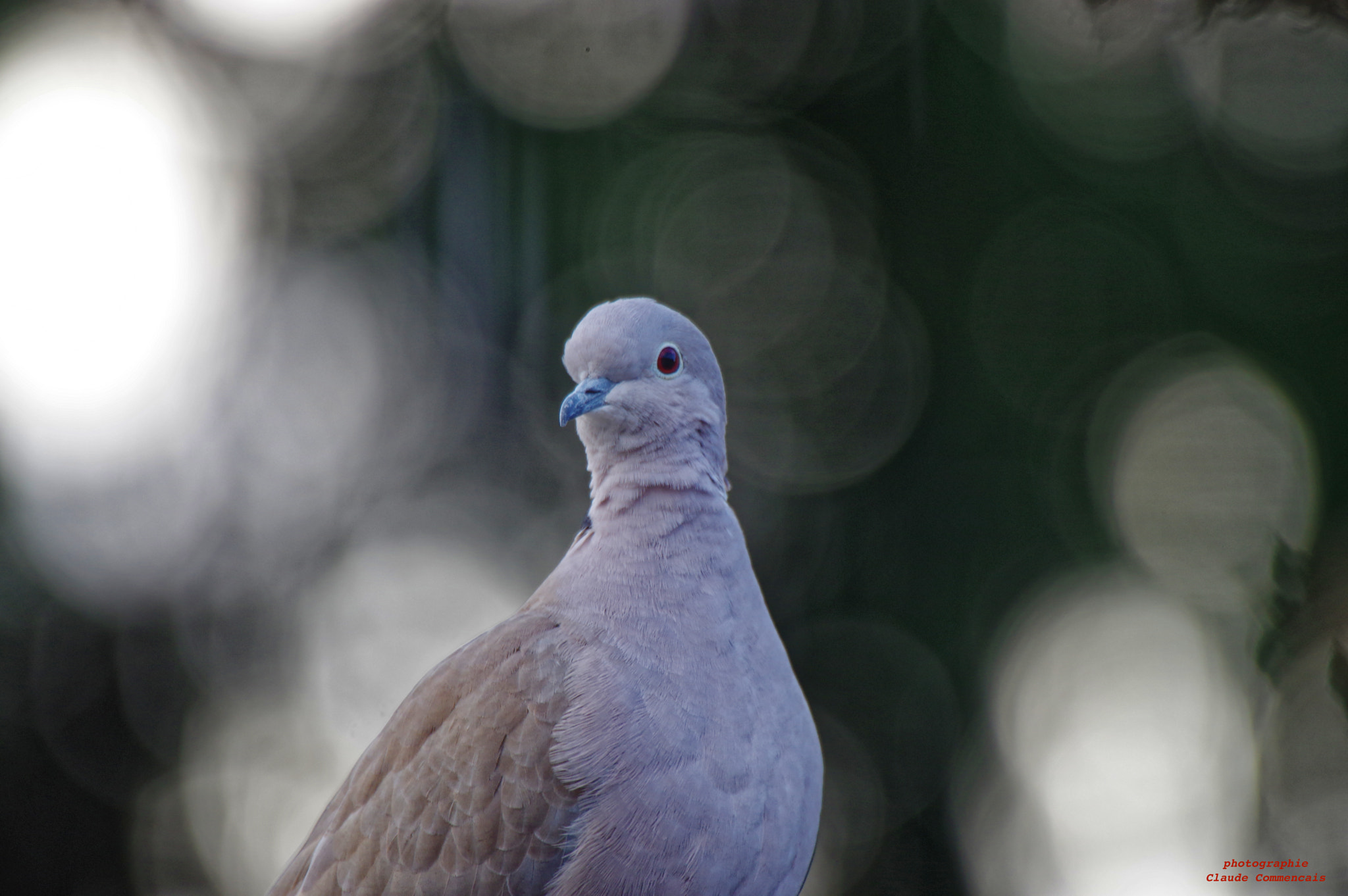 Sigma 50-500mm F4.5-6.3 DG OS HSM sample photo. La tourterelle photography