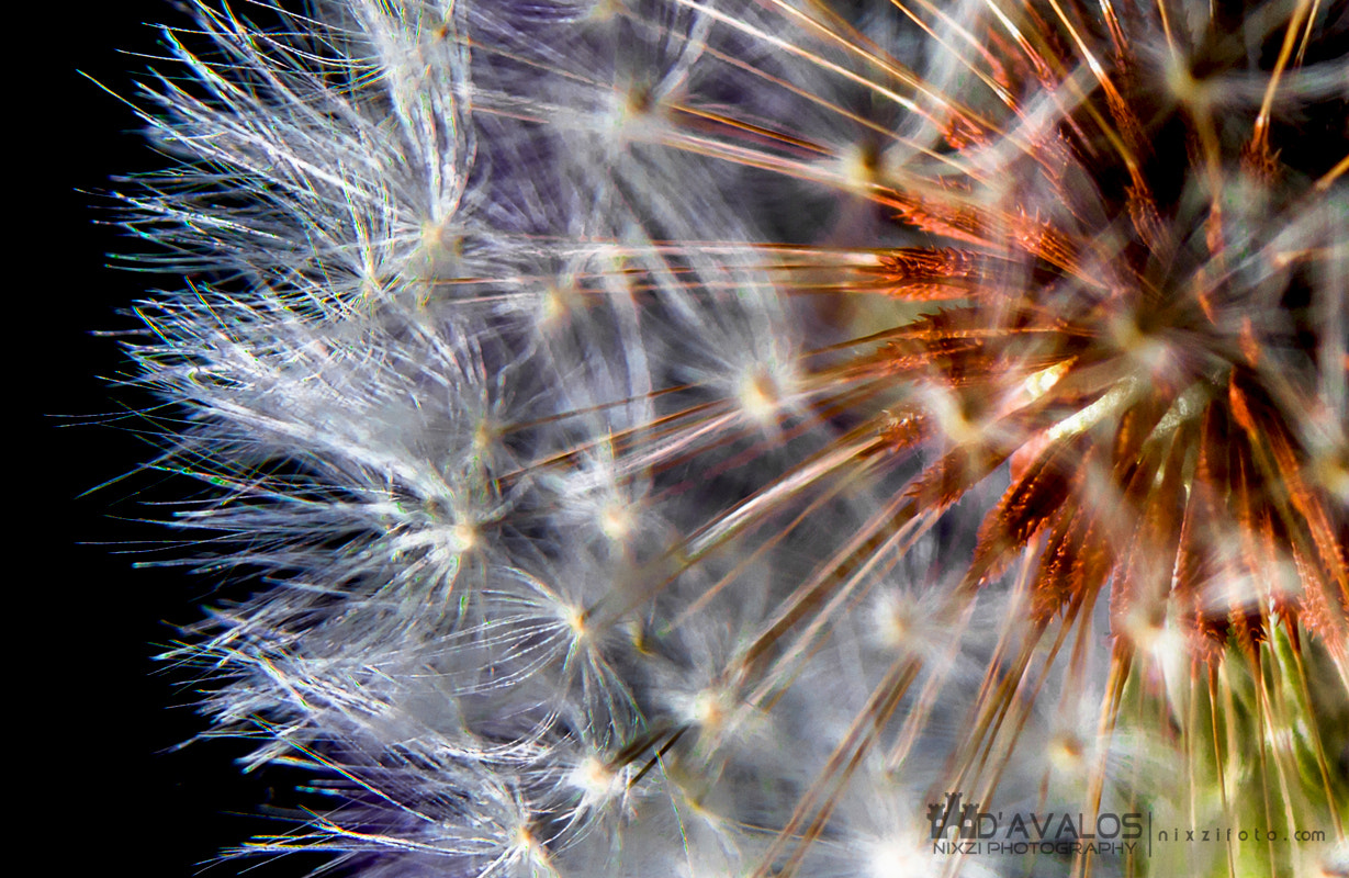 Canon EF 28-105mm f/3.5-4.5 USM sample photo. Nixzi photography