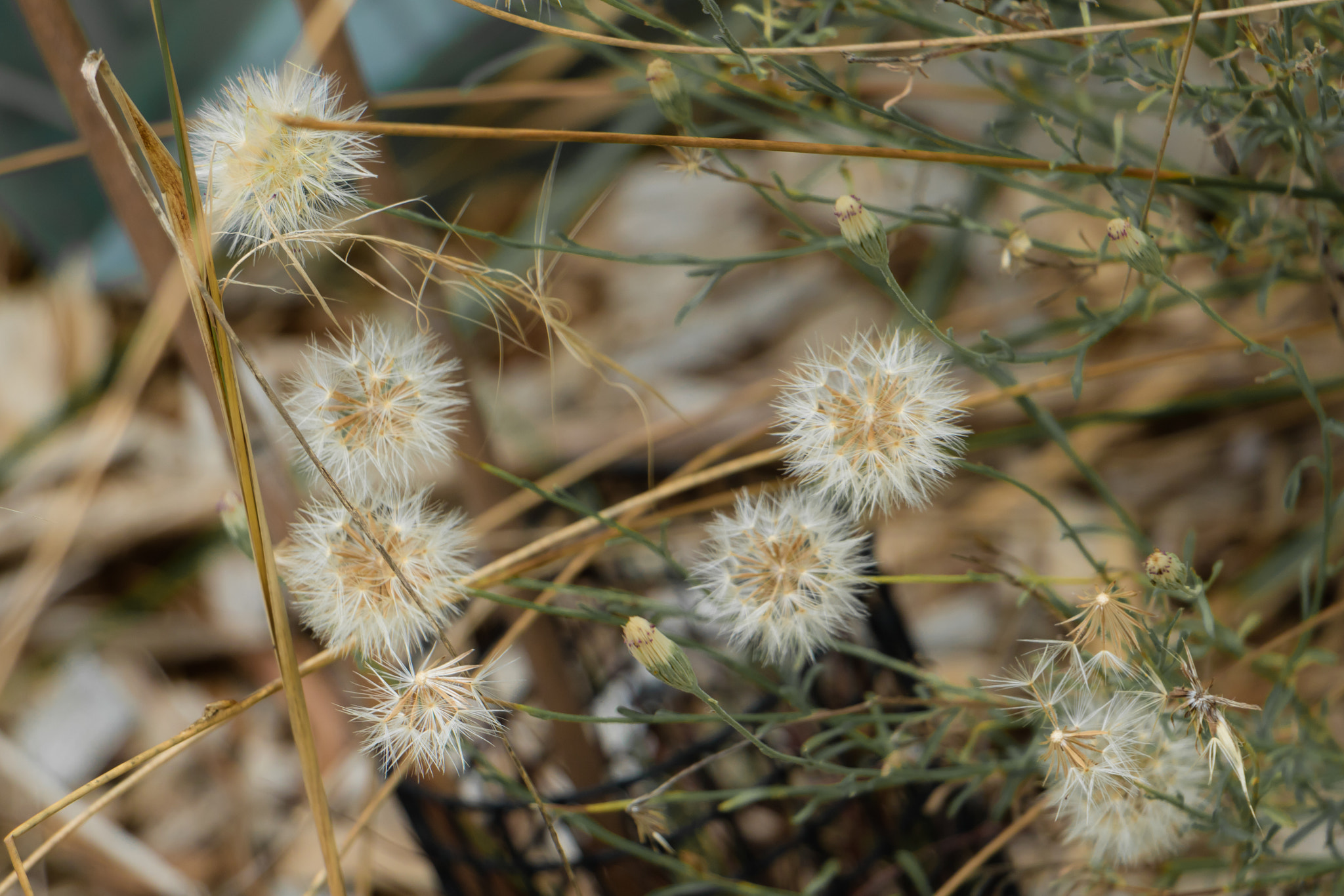 Canon EOS M3 sample photo. Paleides photography