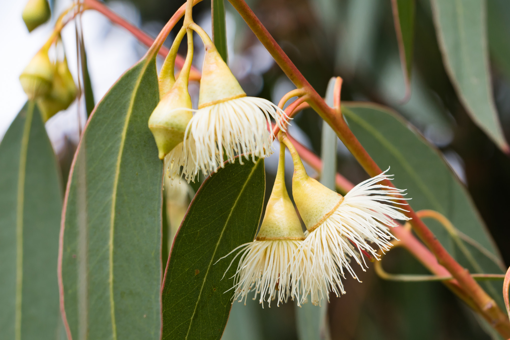 Canon EOS M3 sample photo. Lemon gums photography
