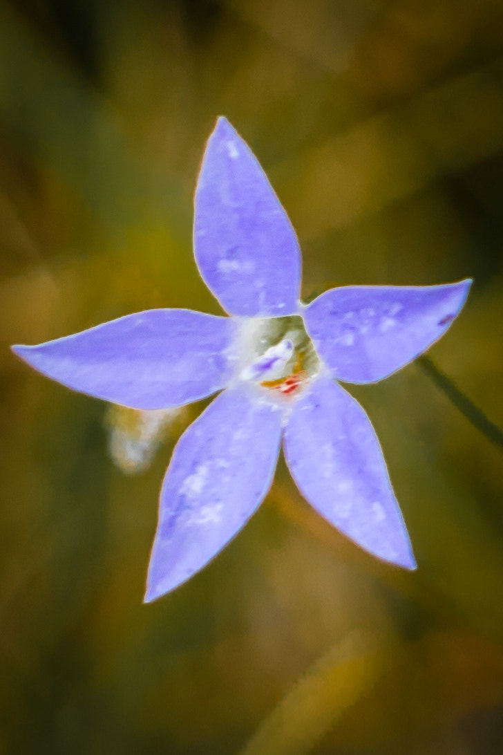 Canon EOS M3 sample photo. Tufted/common blue bell  photography