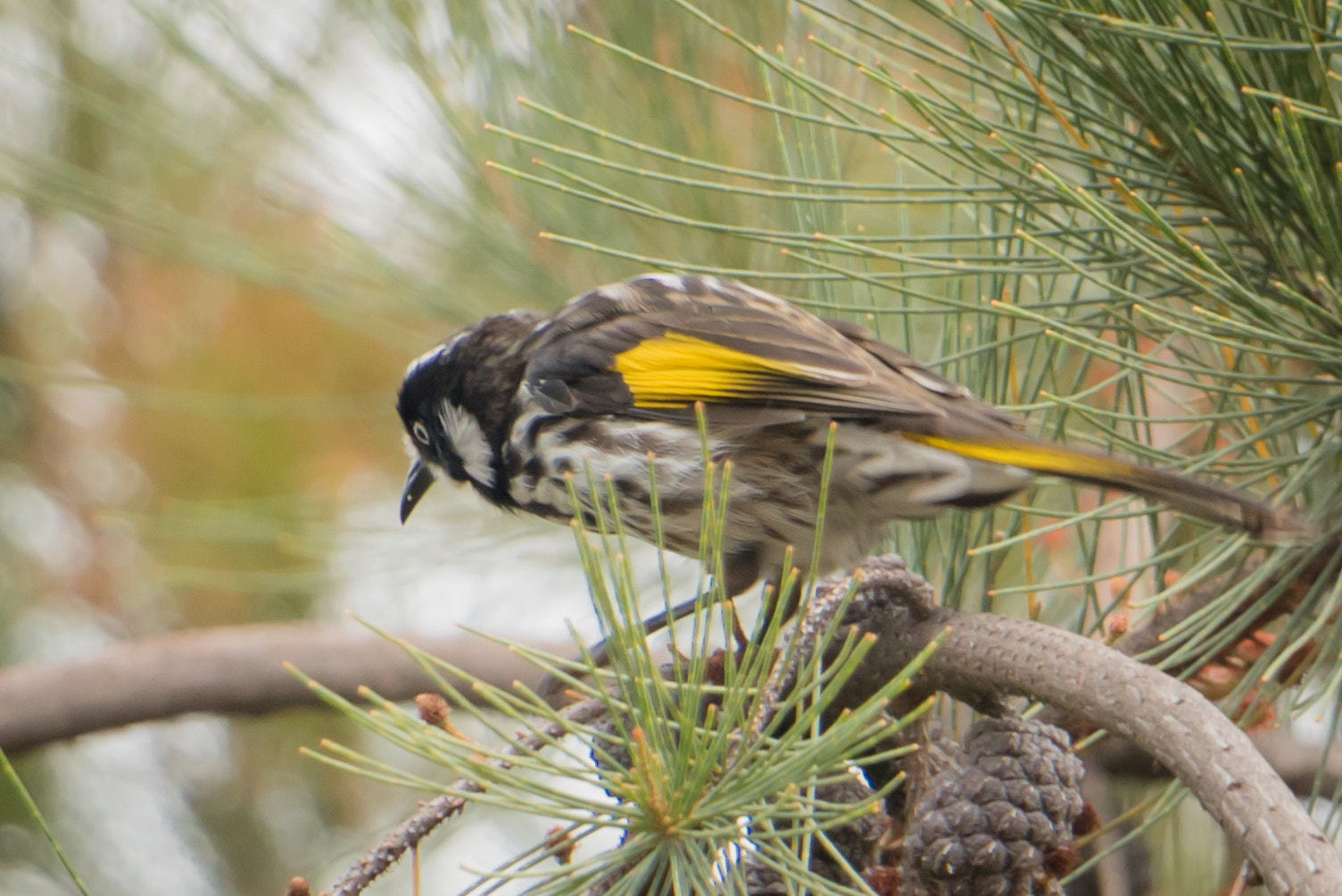 Canon EOS M3 + Canon EF-S 18-135mm F3.5-5.6 IS STM sample photo. New holland honey eater photography