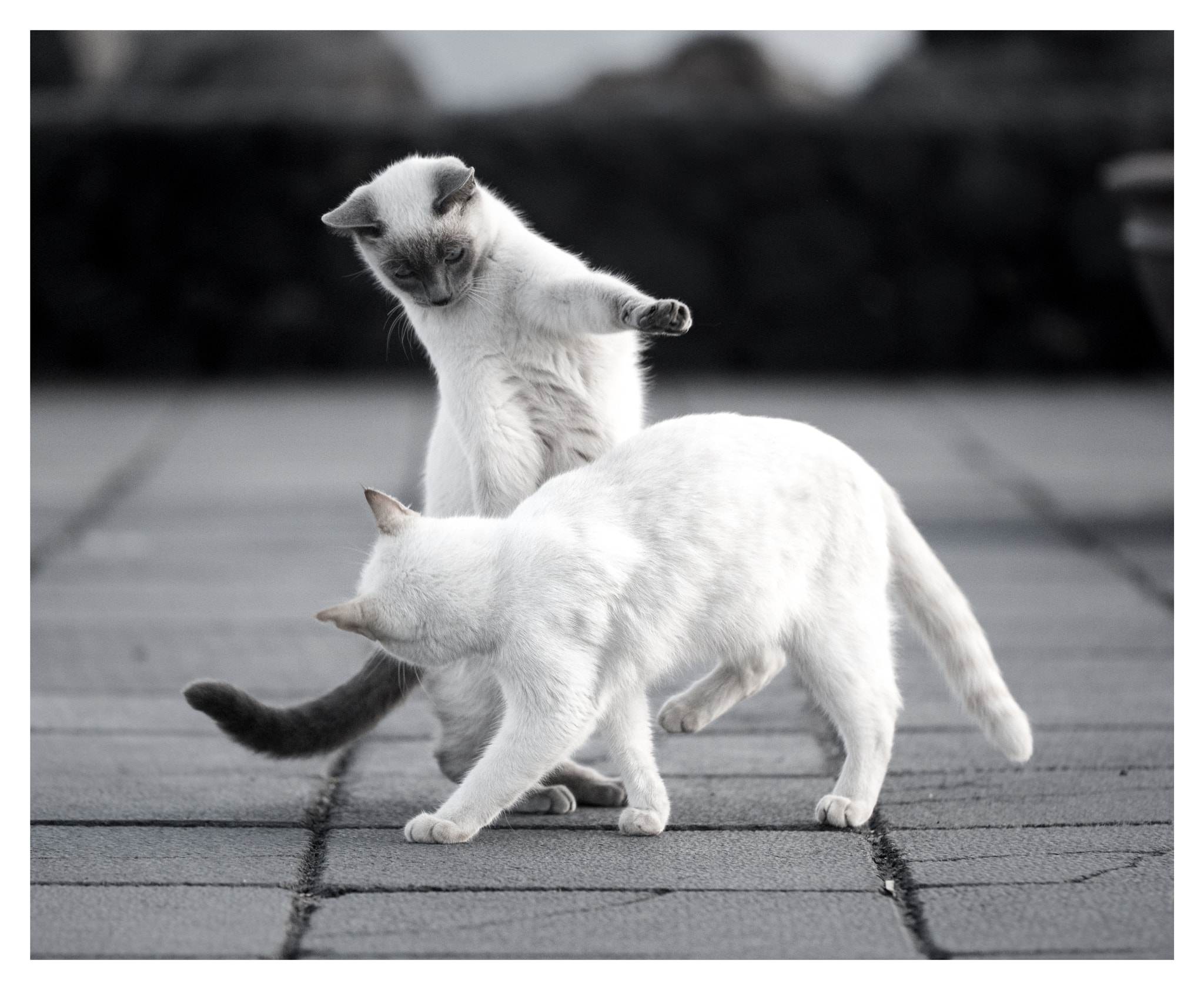 Sigma 150mm f/2.8 EX DG OS HSM APO Macro sample photo. Cats (puerto del catmen) photography