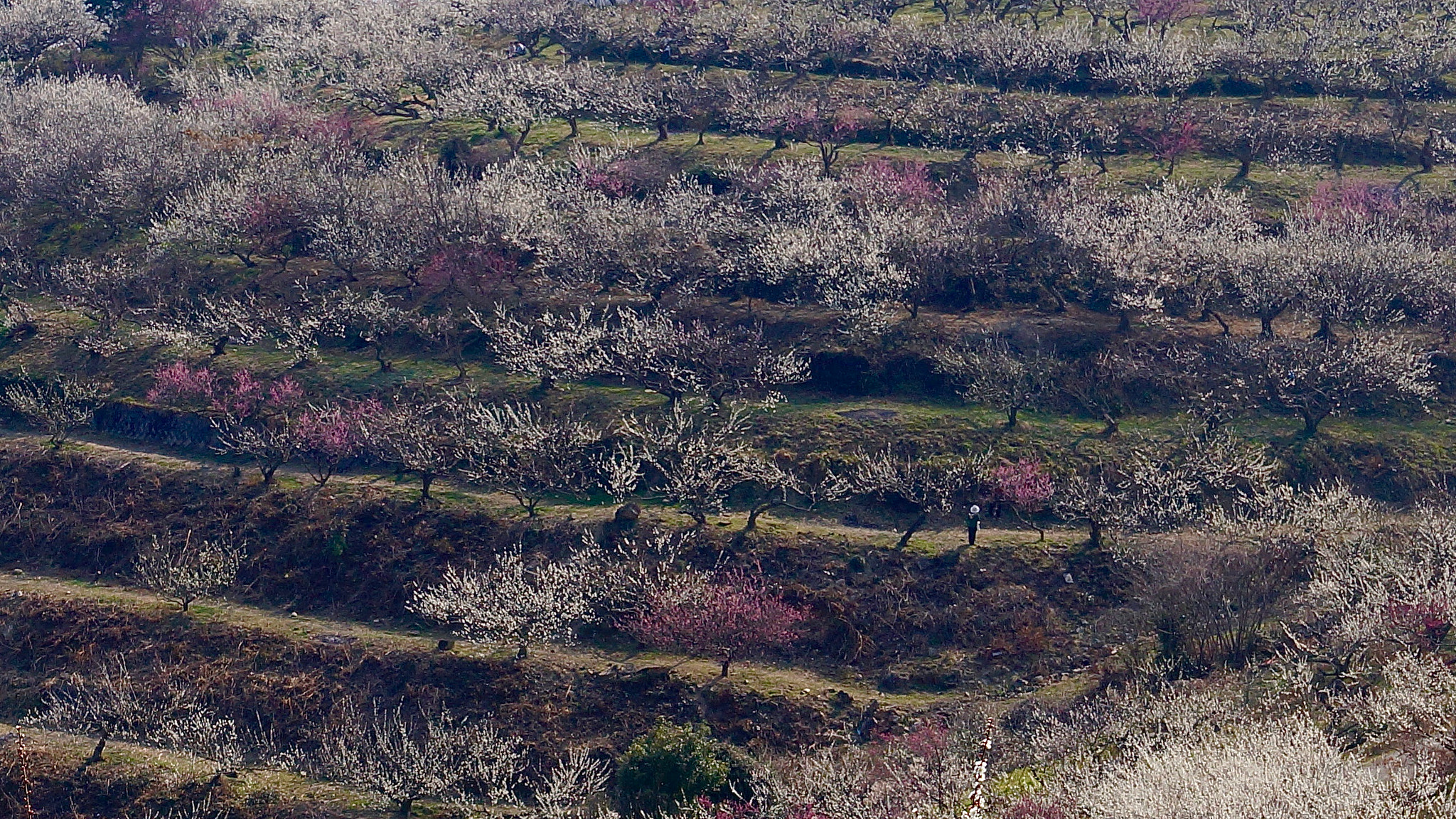 Sony Alpha NEX-7 + Sigma 30mm F2.8 EX DN sample photo. Ume plum spring park photography